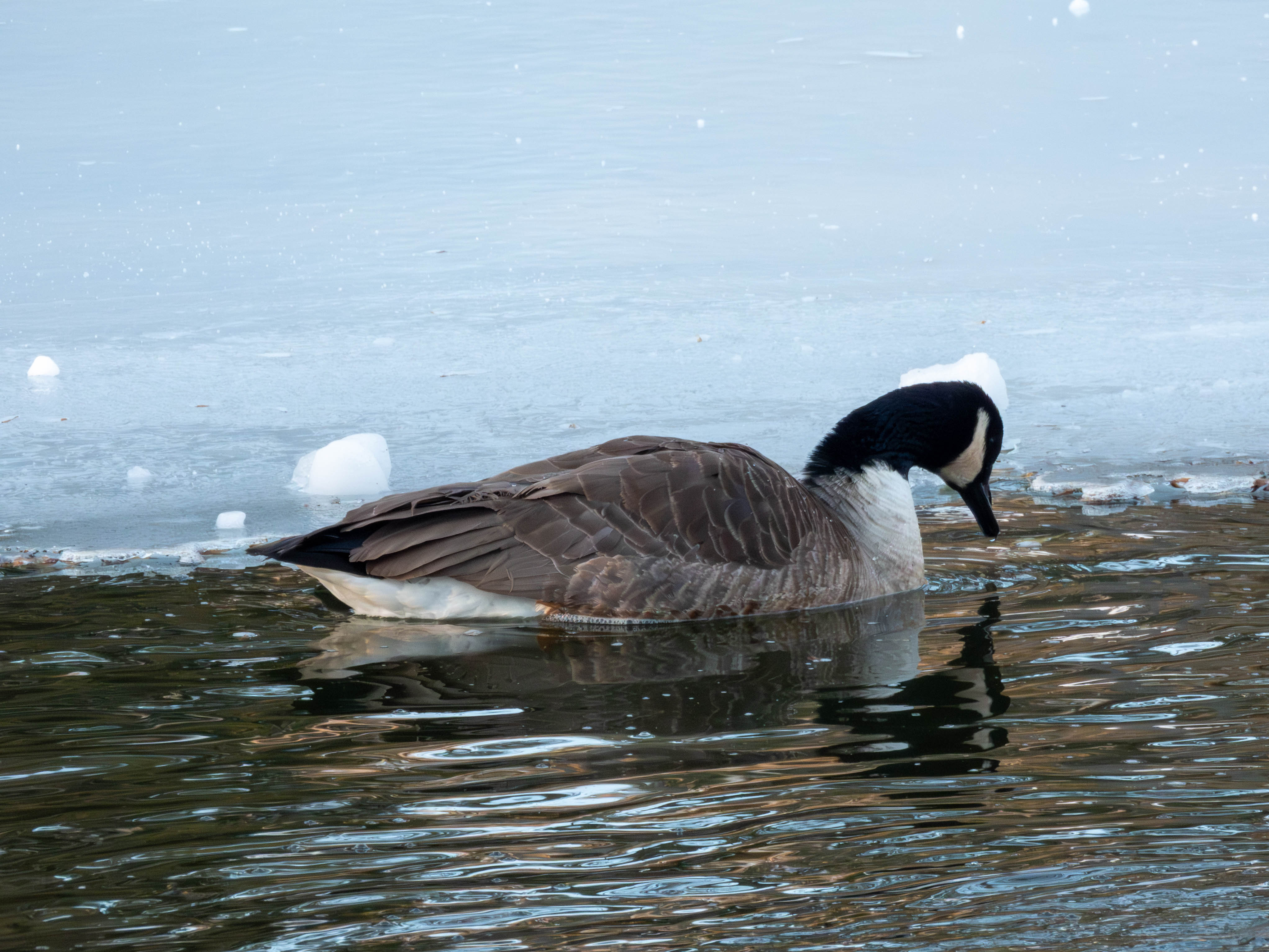 Canadian goose