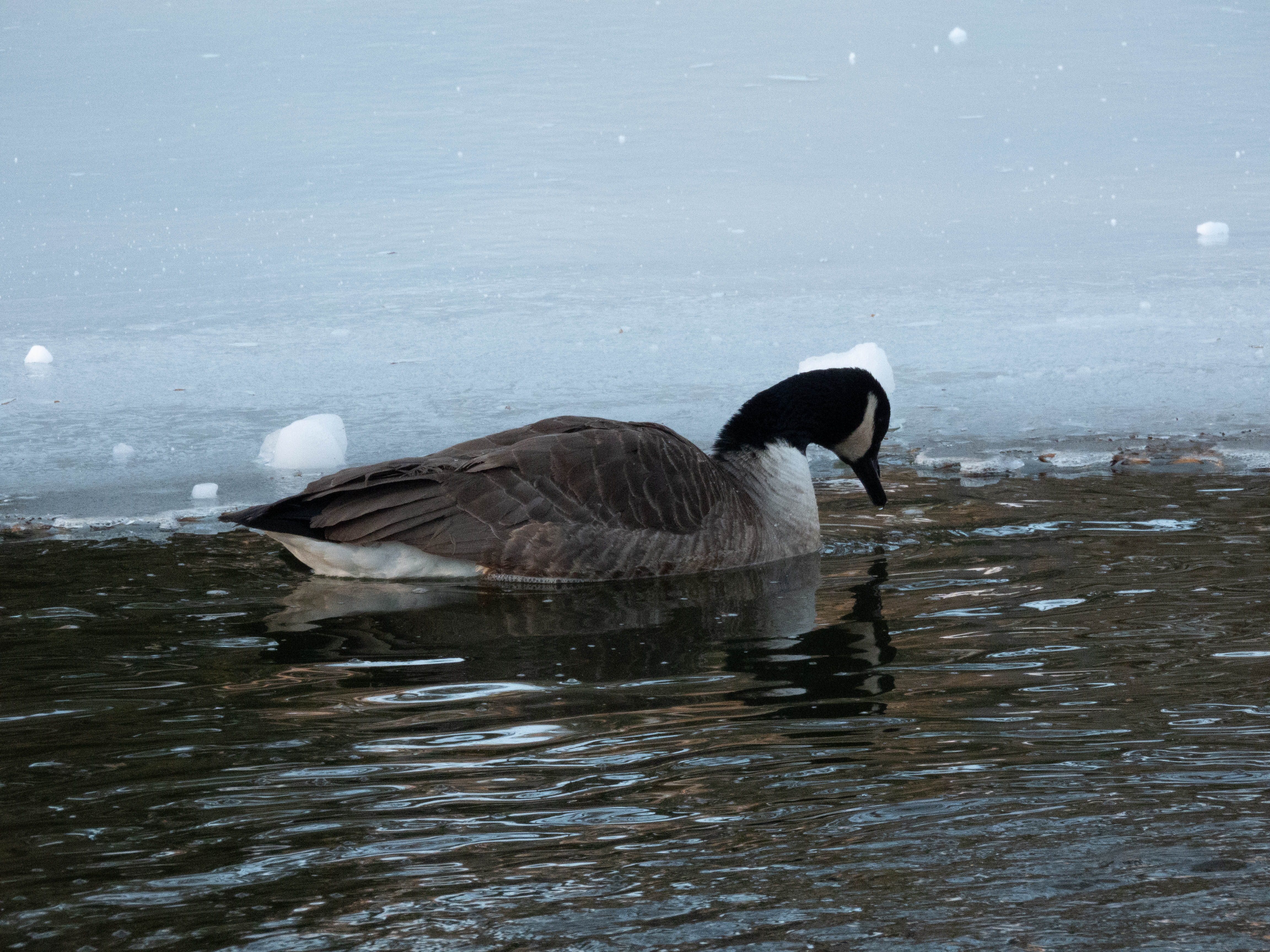Unedited version of Canadian goose