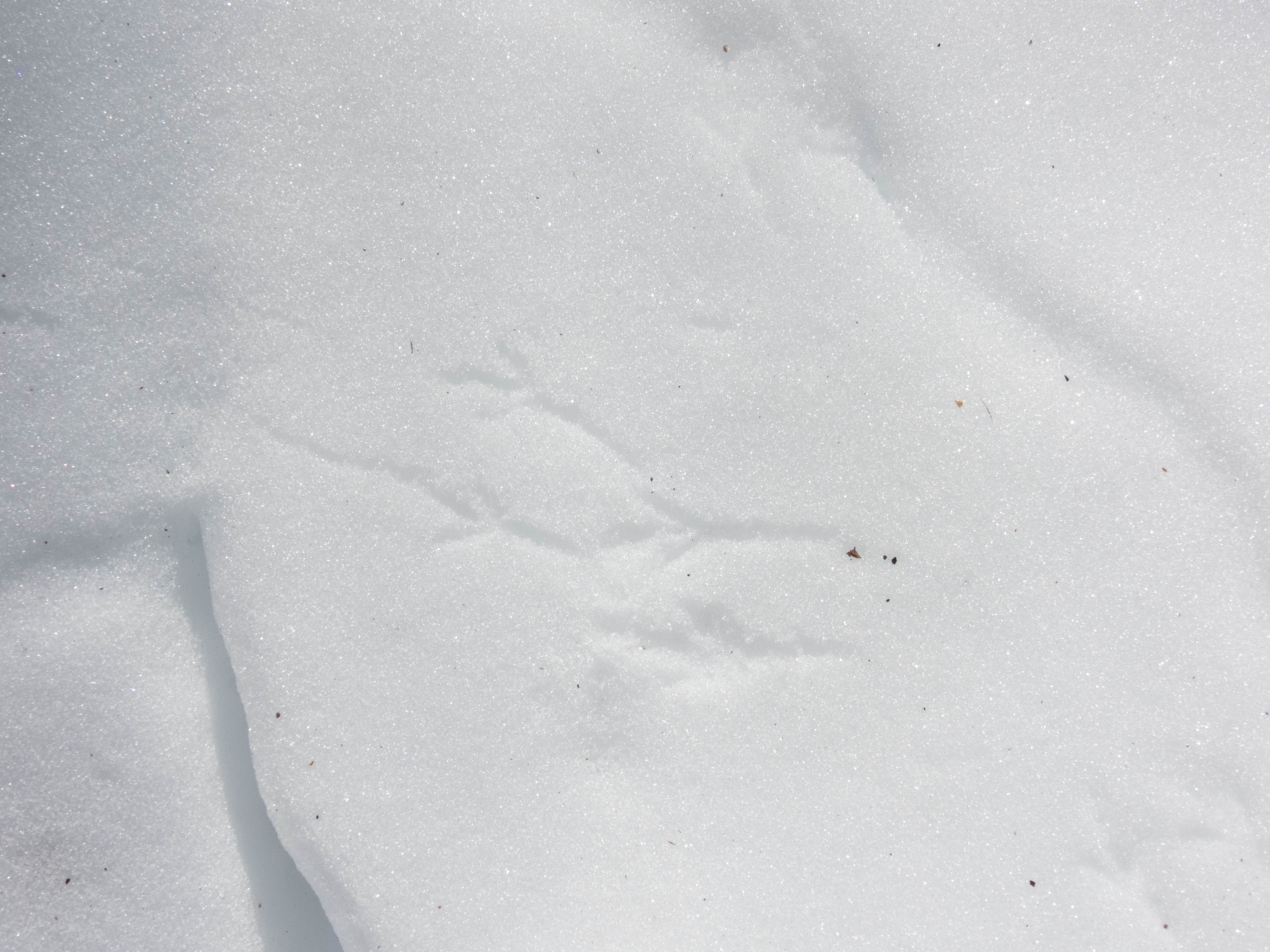 Unedited version of Birds in the snow