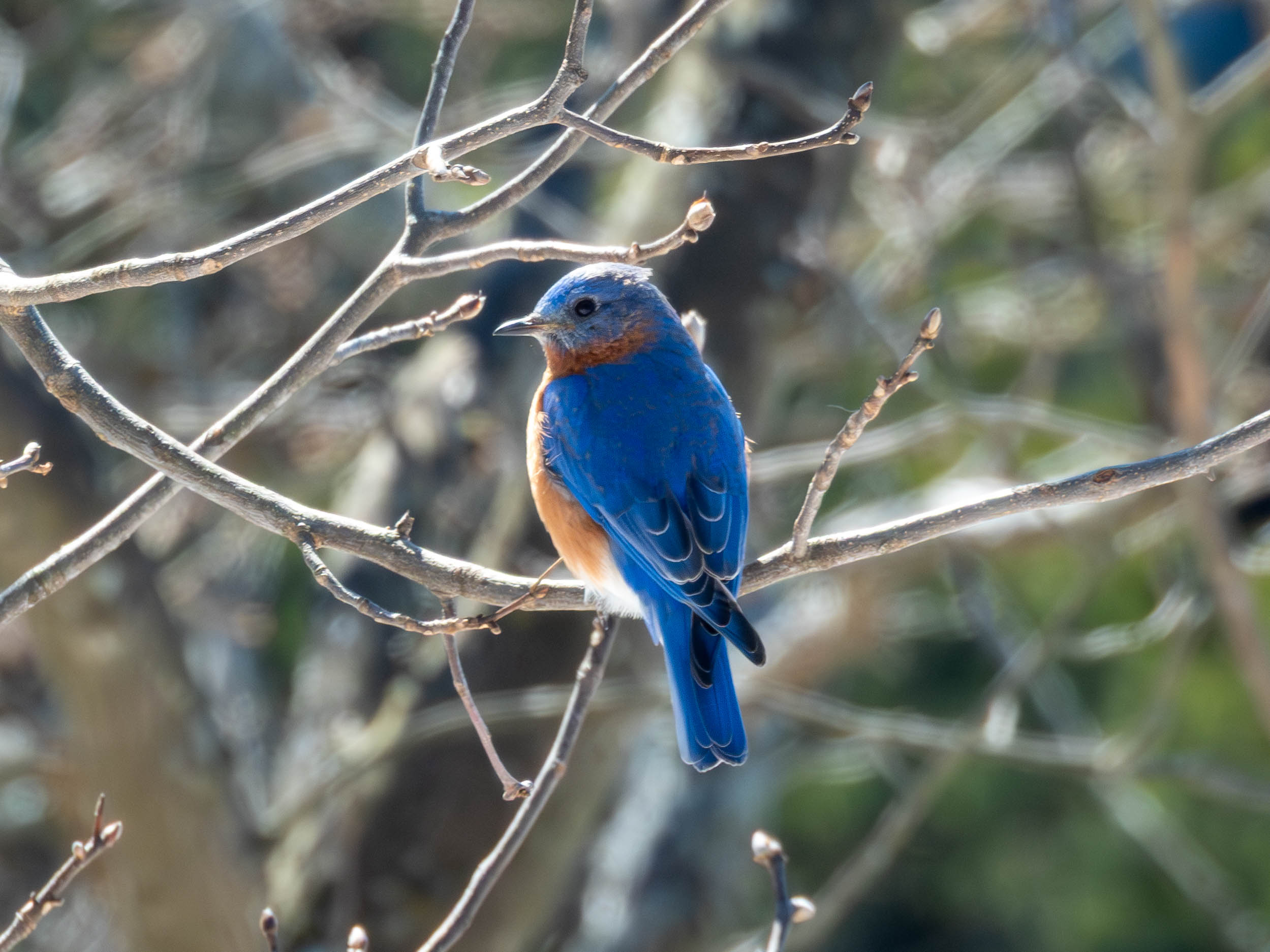 Eastern Bluebird