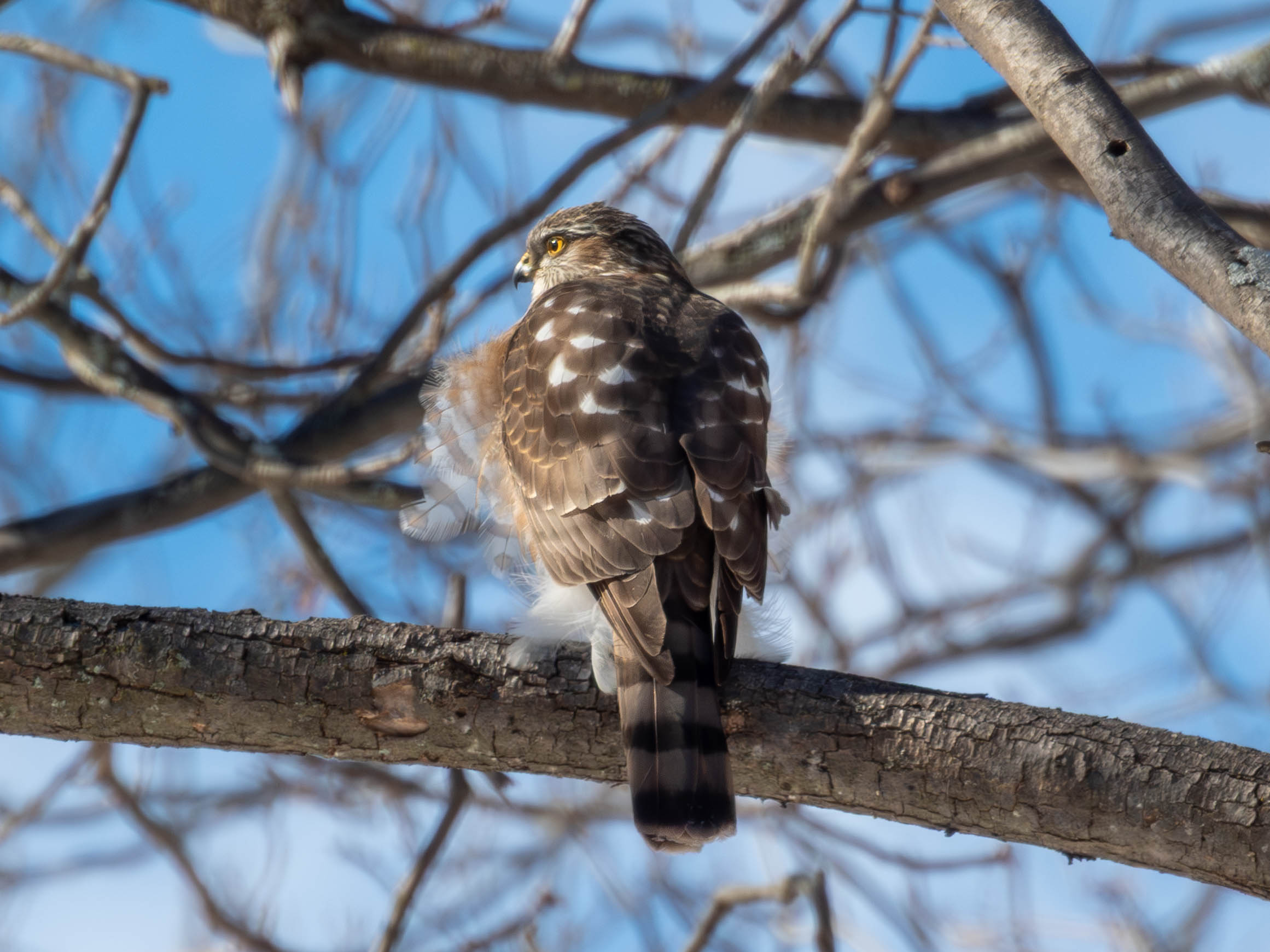 Sharp-shinned Hawk