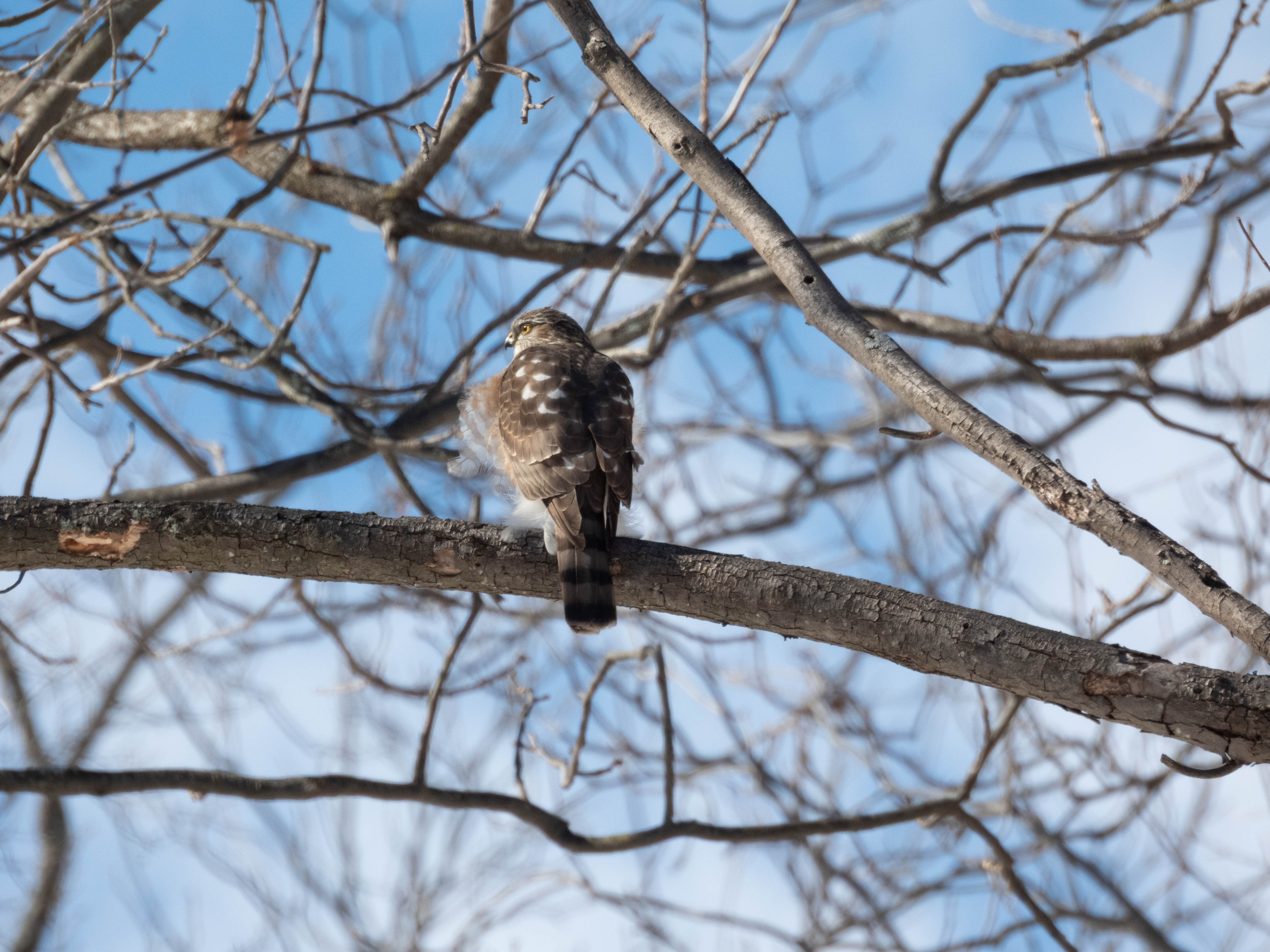 Unedited version of Sharp-shinned Hawk