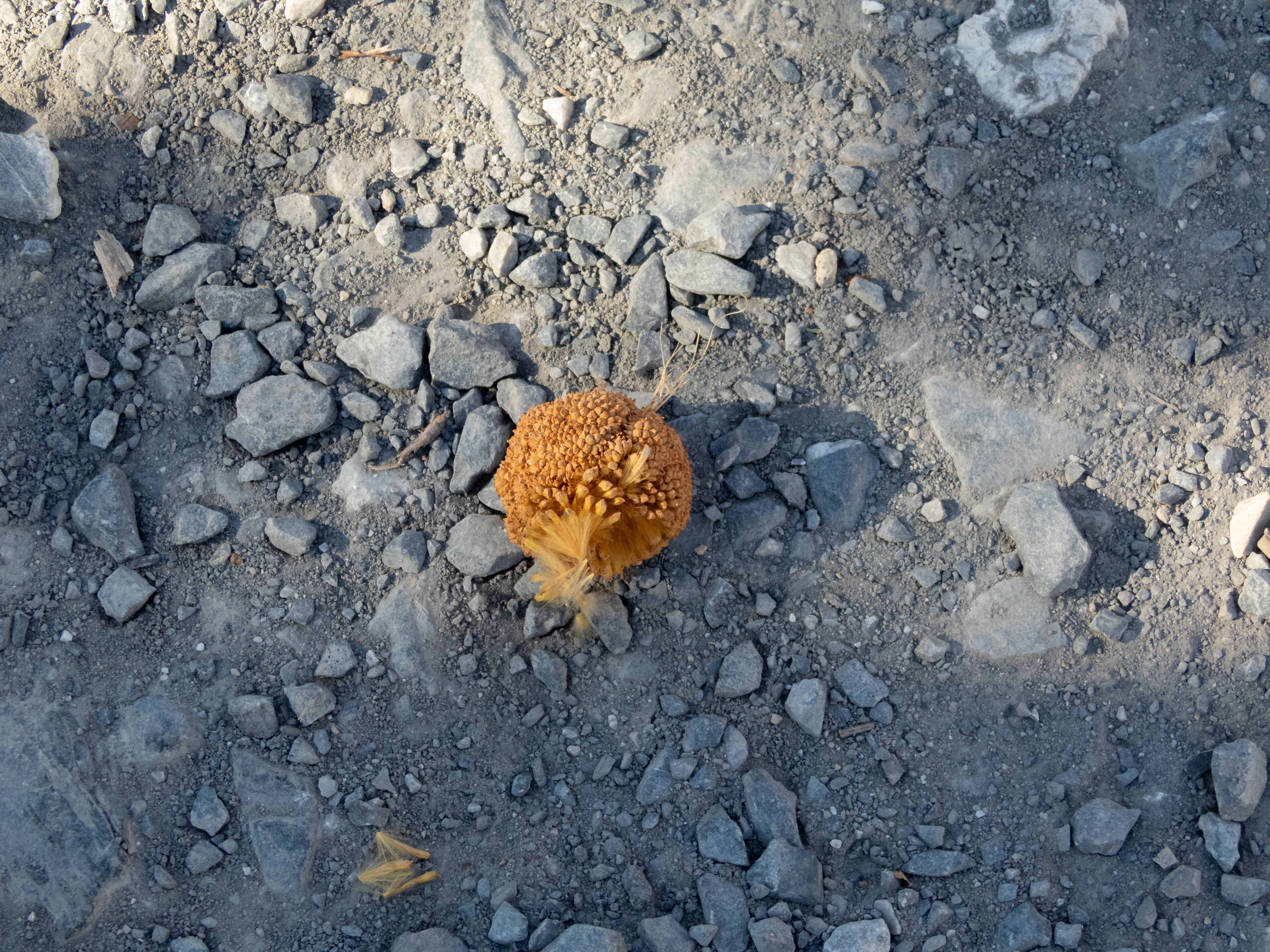 Some kind of fluffy ball