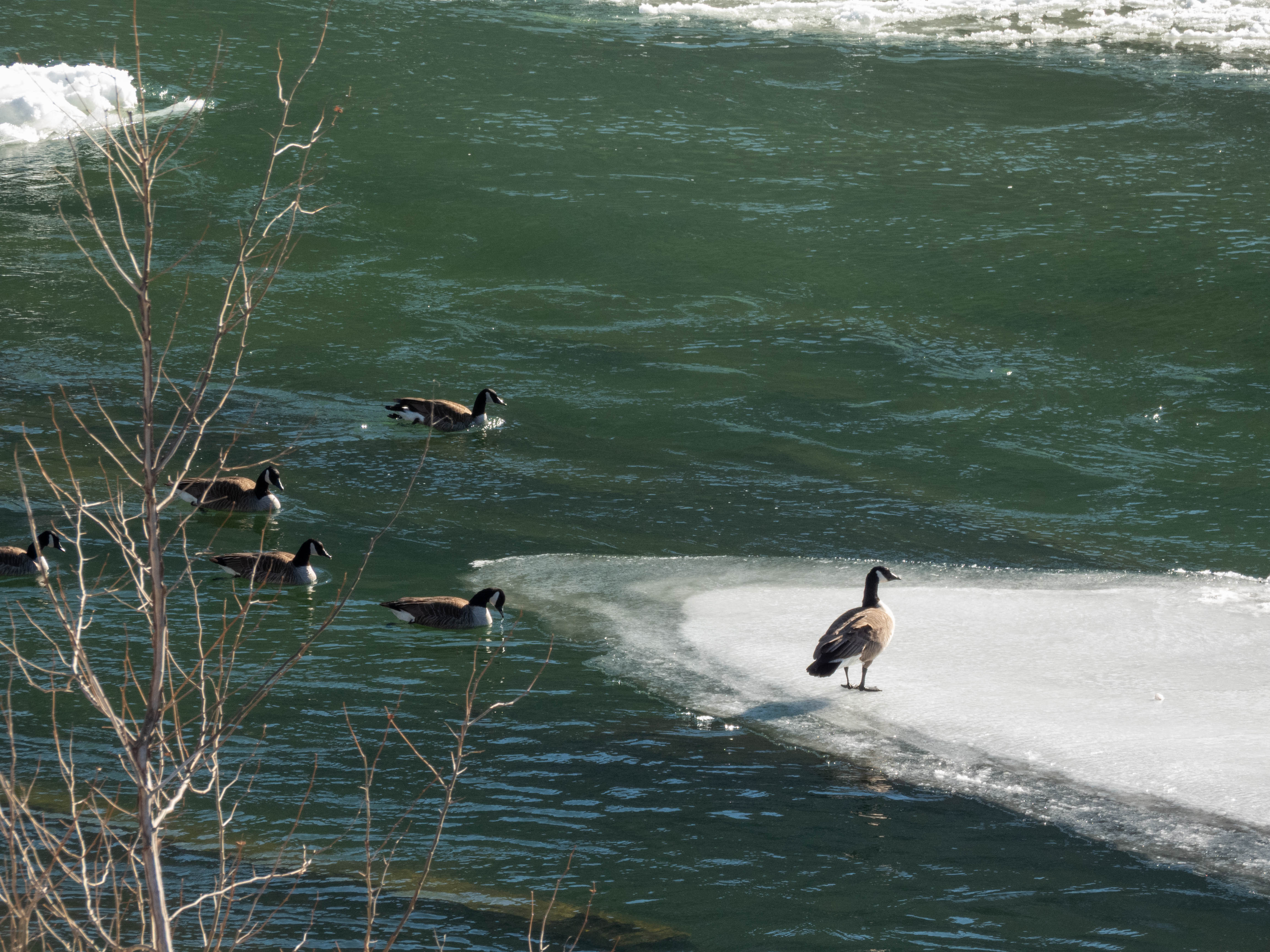 Unedited version of Goose standing at attention