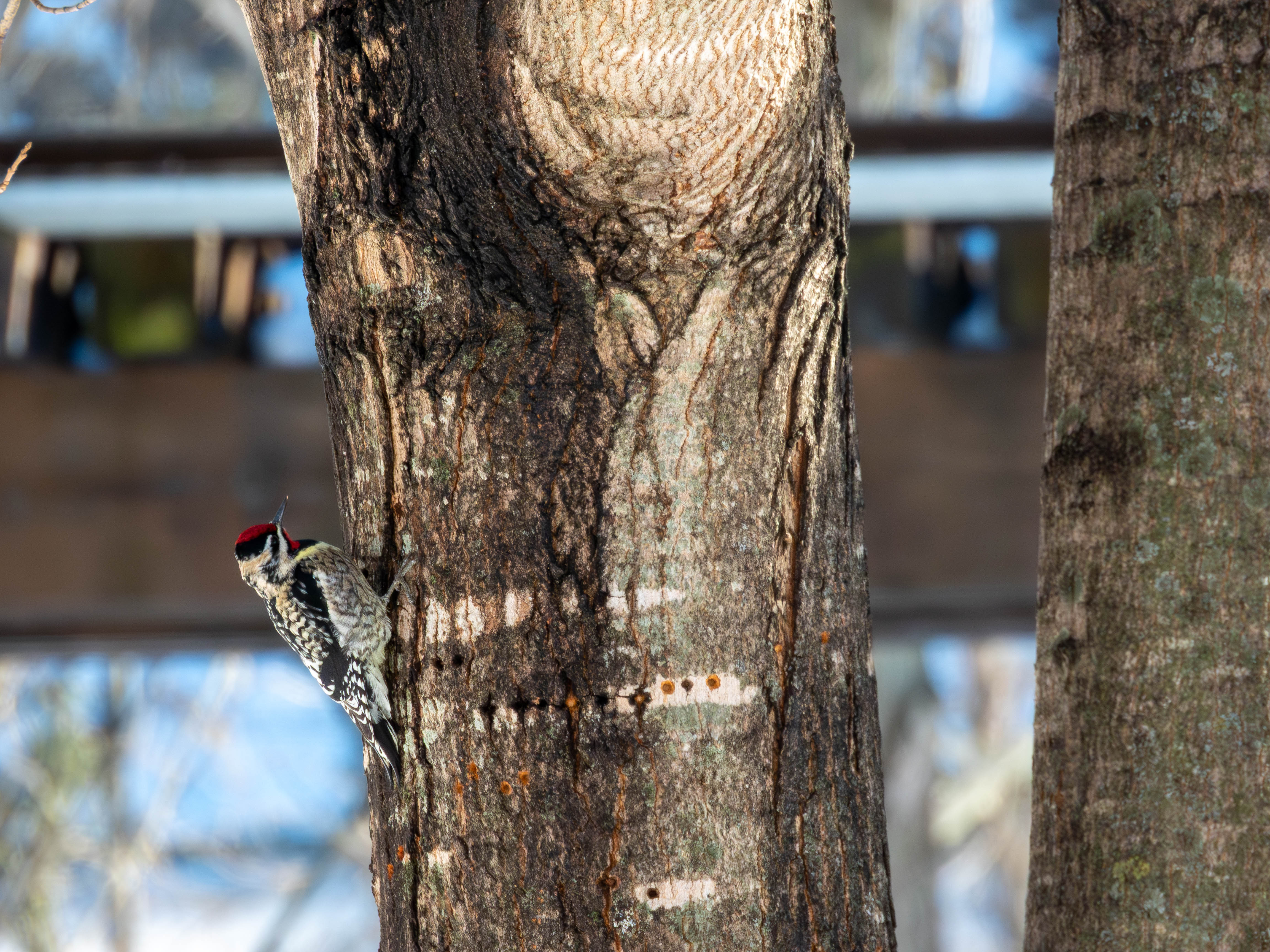 Yellow-bellied Sapsucker climbing a tree