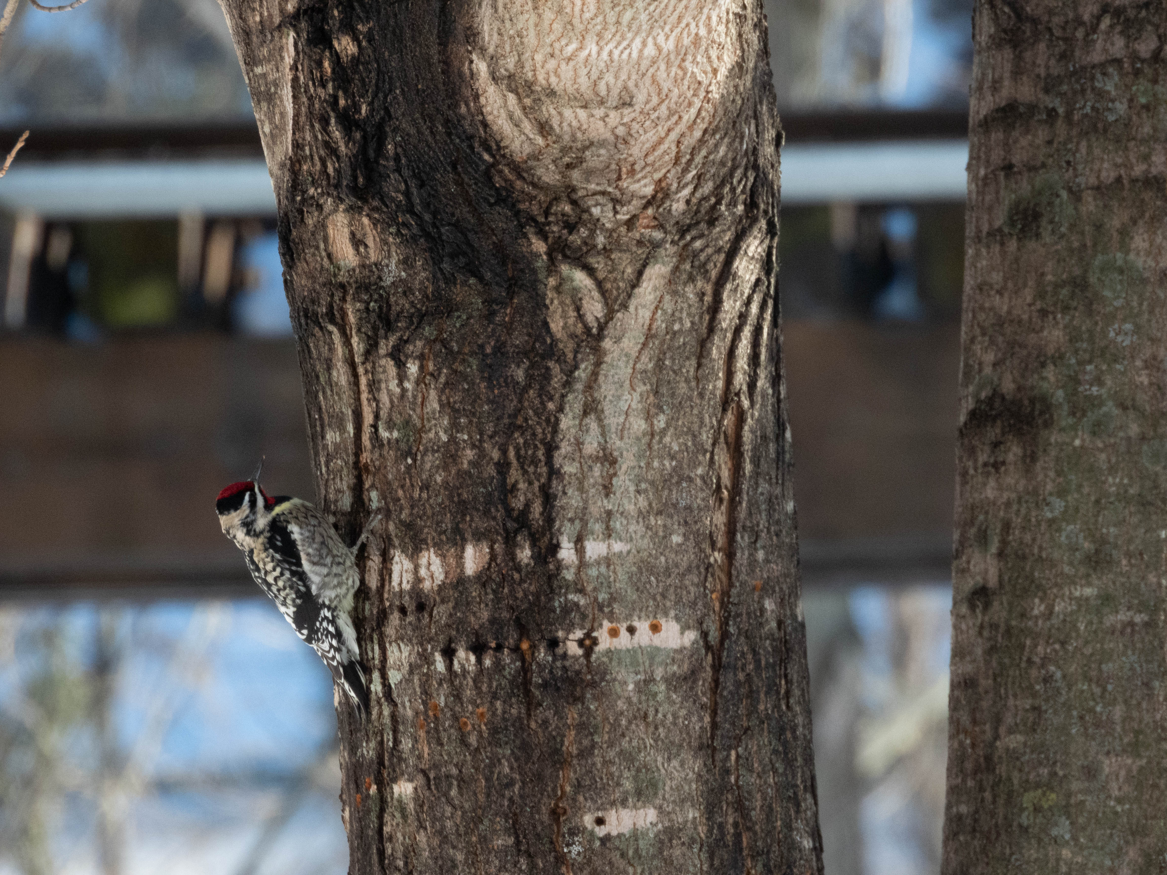 Unedited version of Yellow-bellied Sapsucker climbing a tree