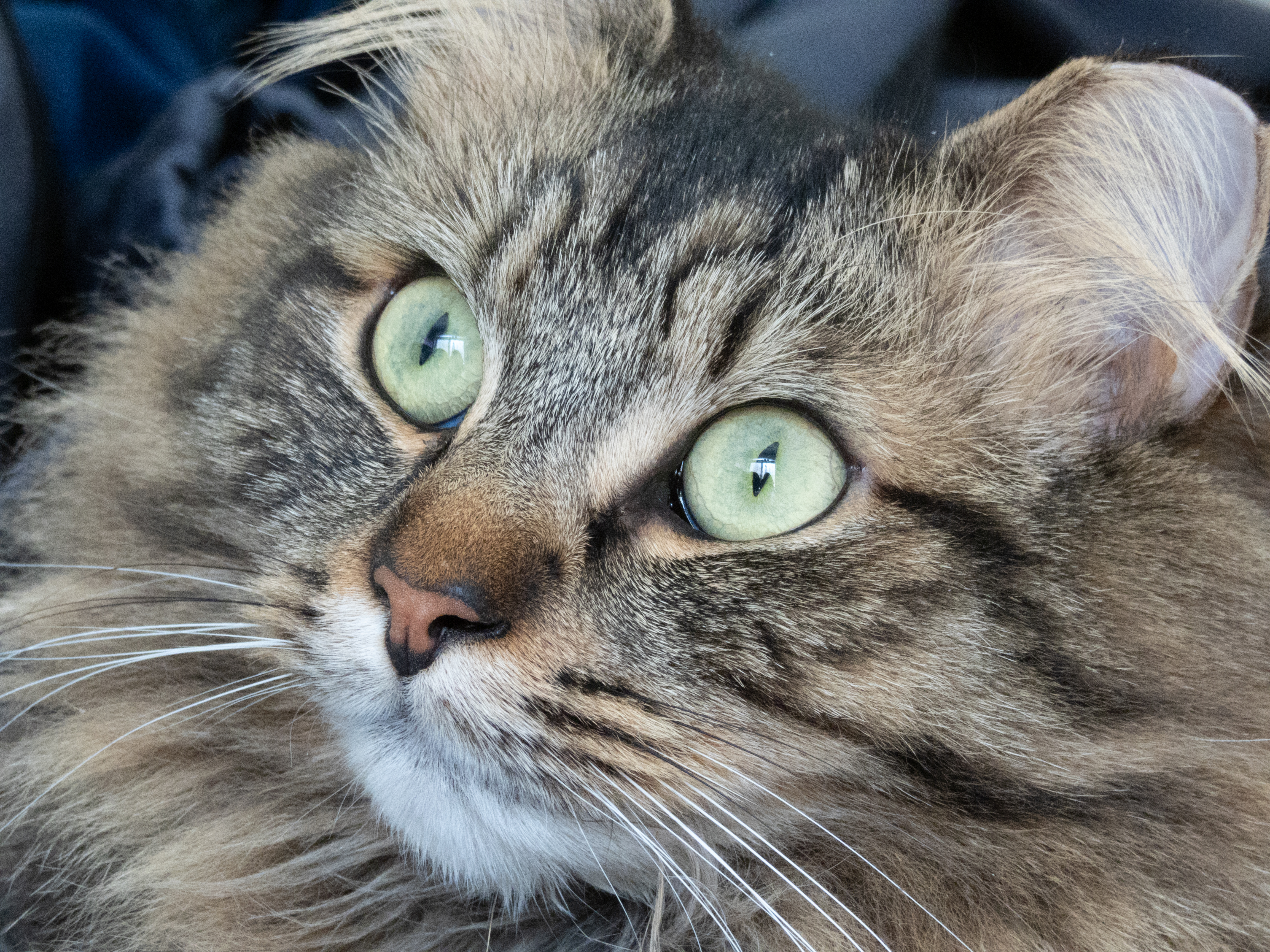 Unedited version of Cat