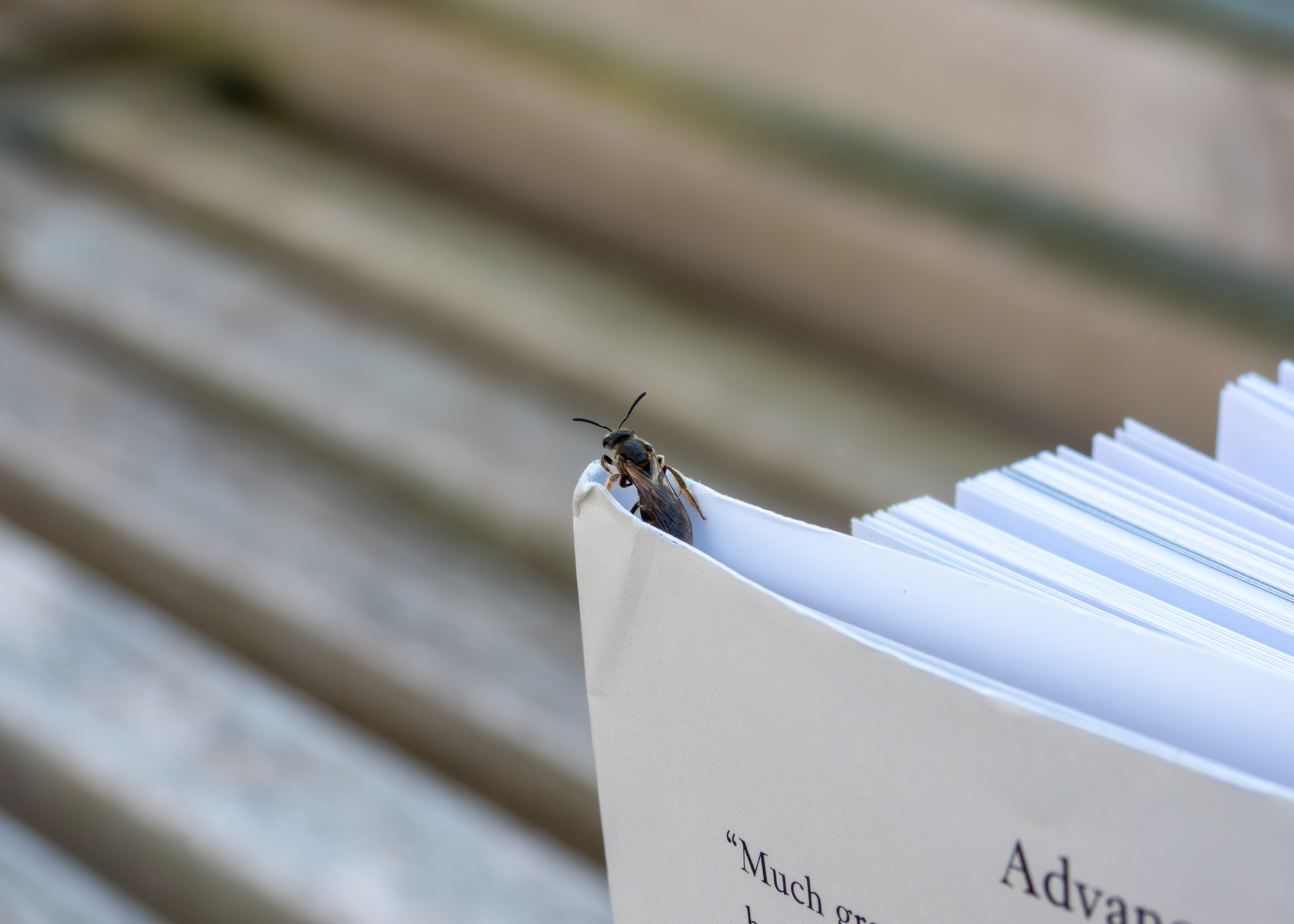 Wasp on a book