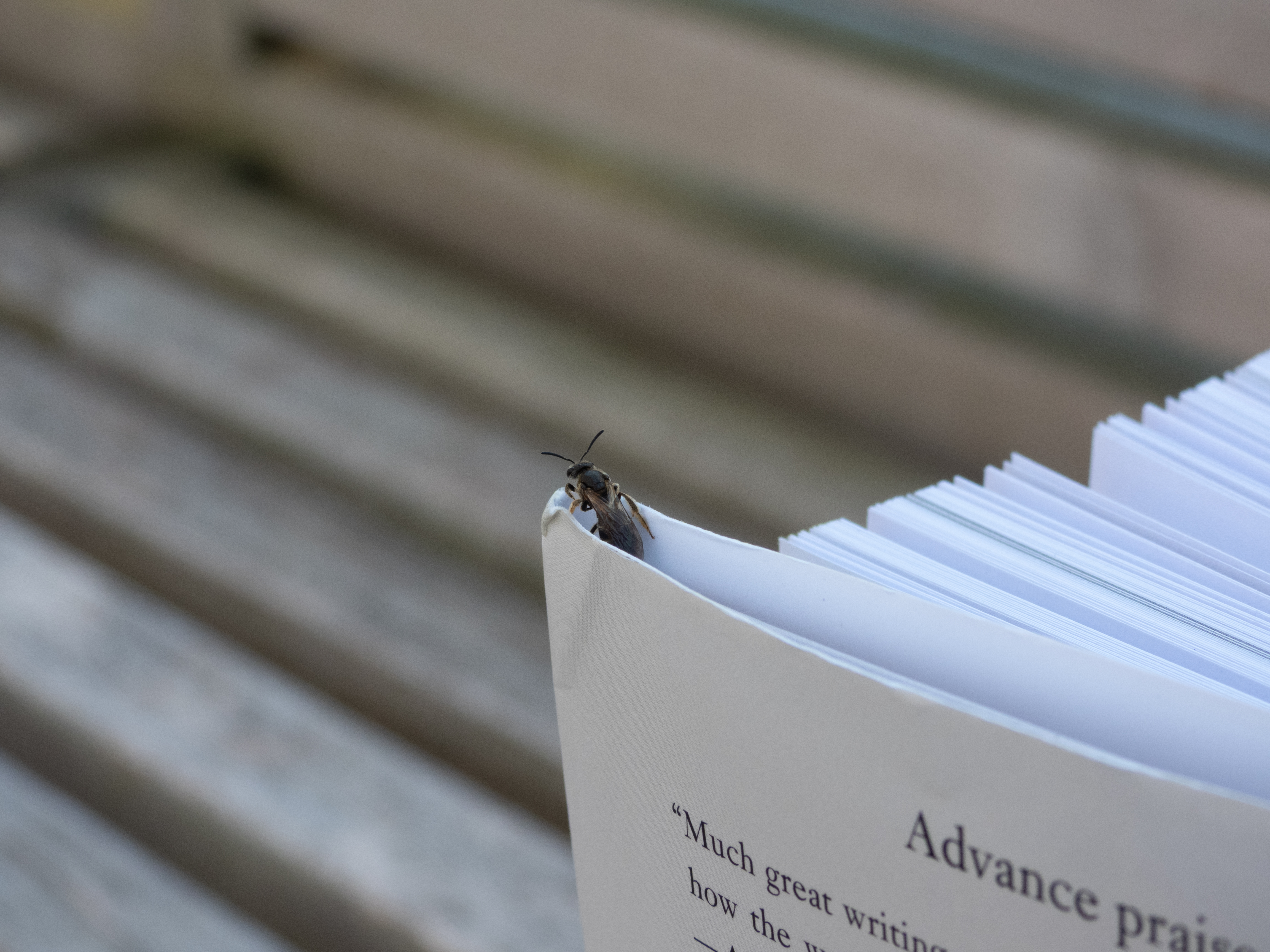 Unedited version of Wasp on a book
