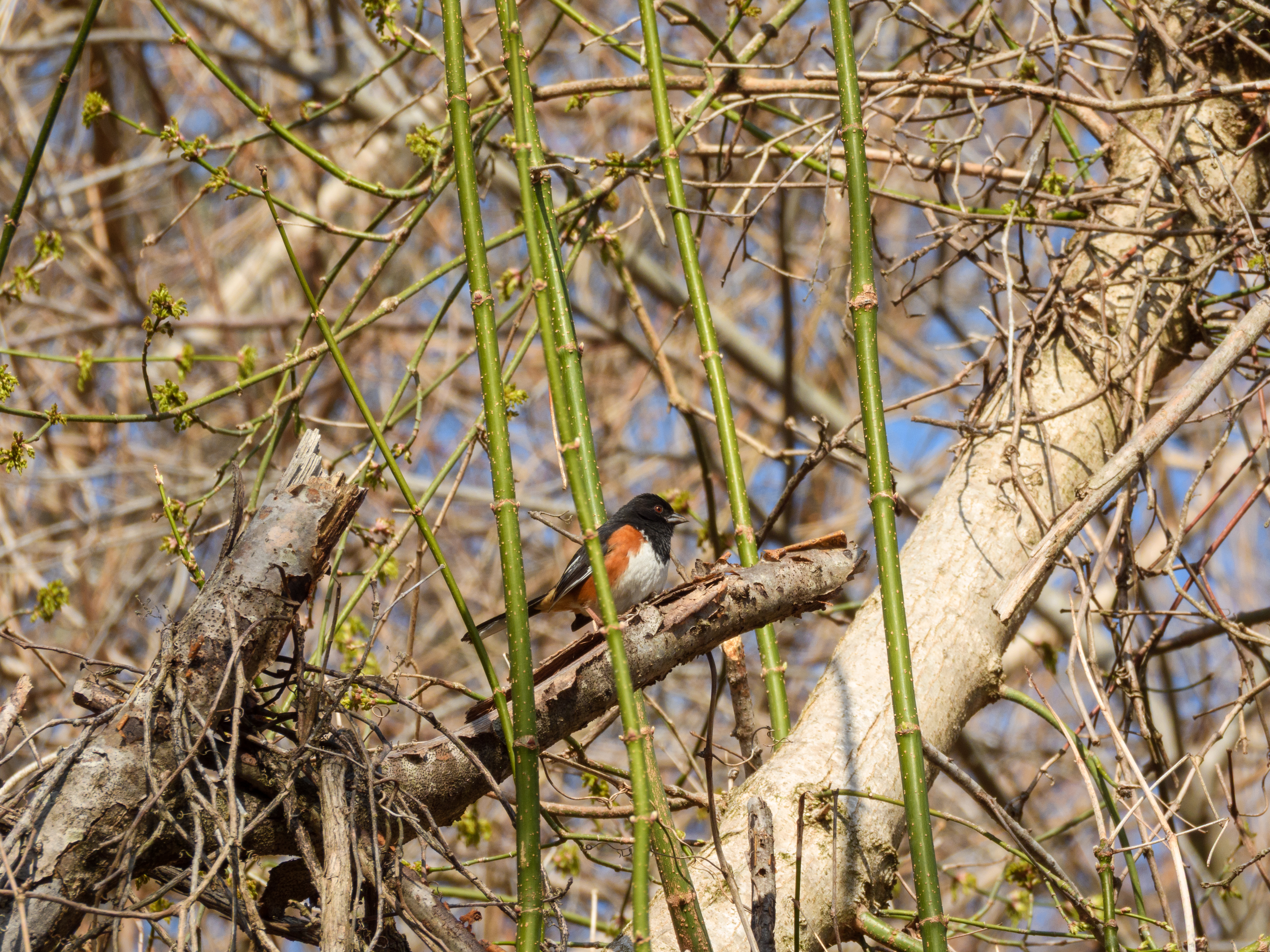 Eastern Towhee