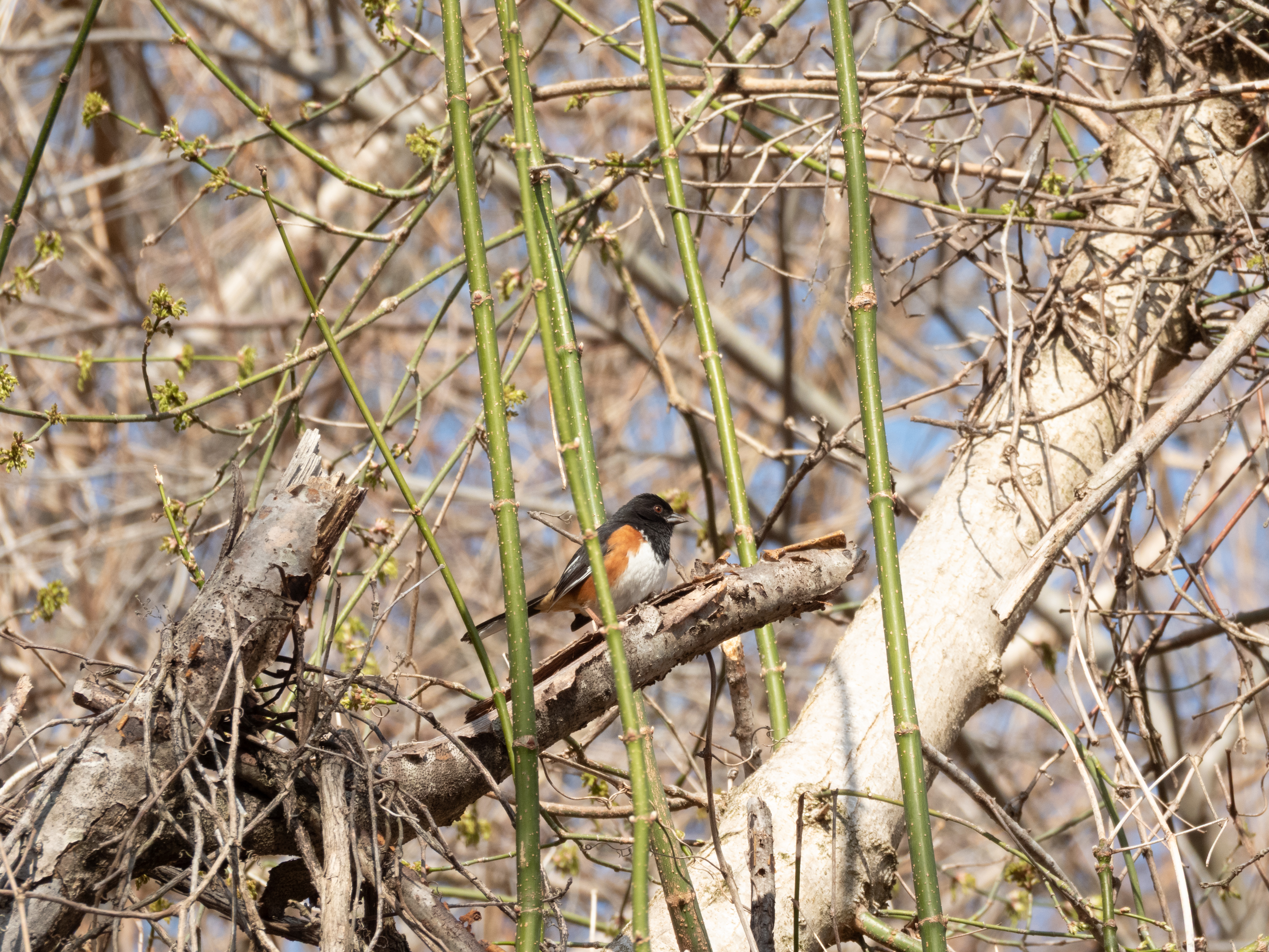 Unedited version of Eastern Towhee