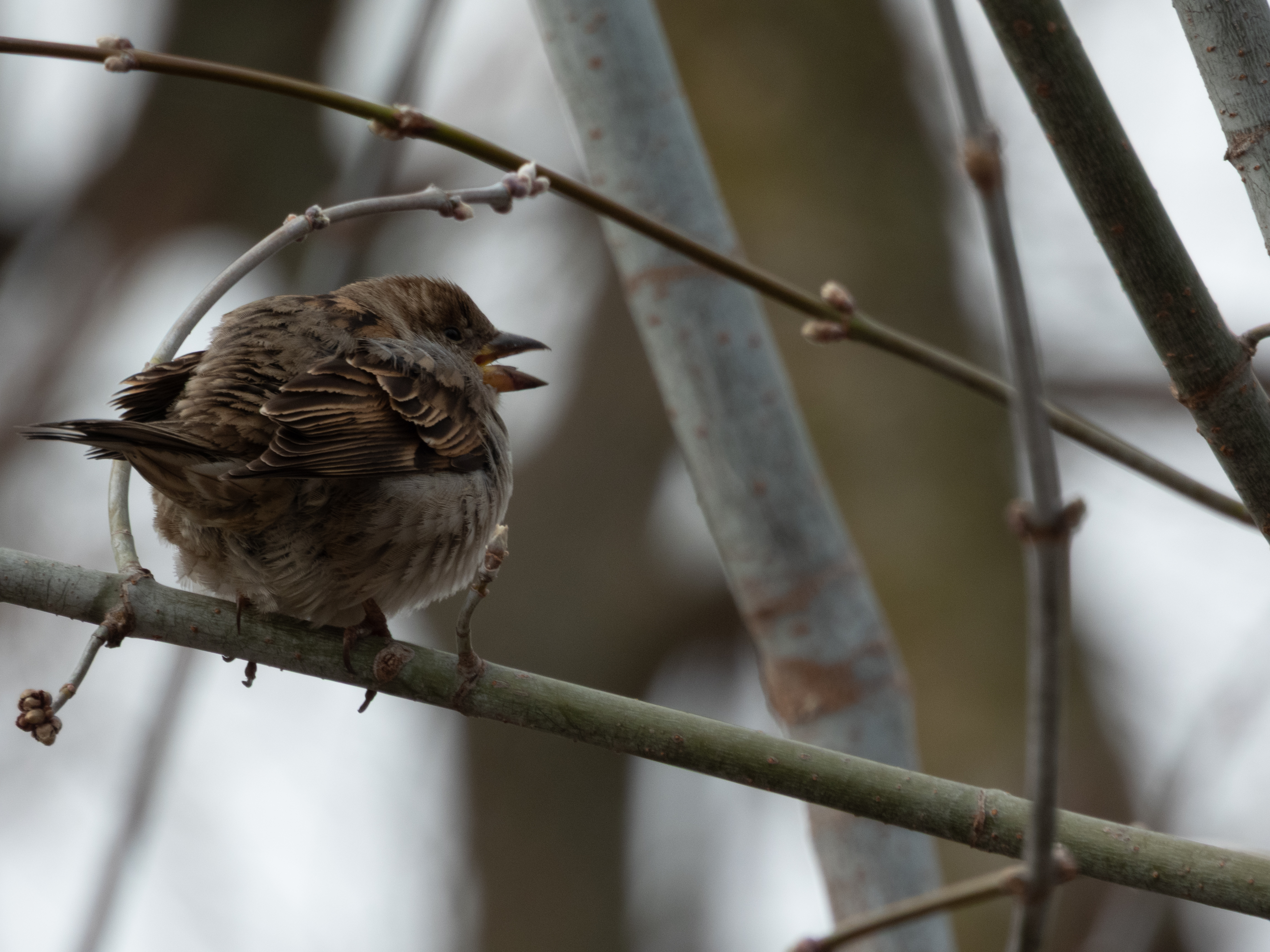 Unedited version of House Sparrow