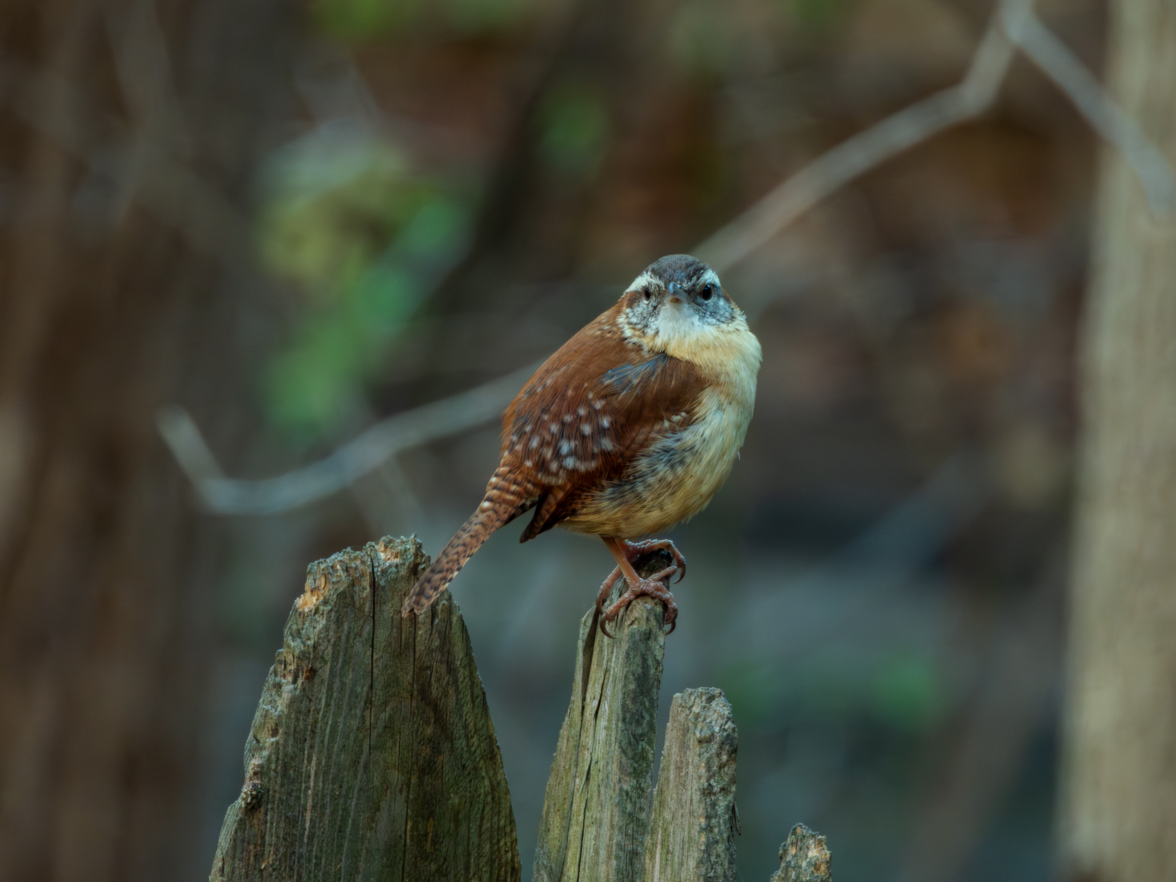 Carolina Wren on a fence