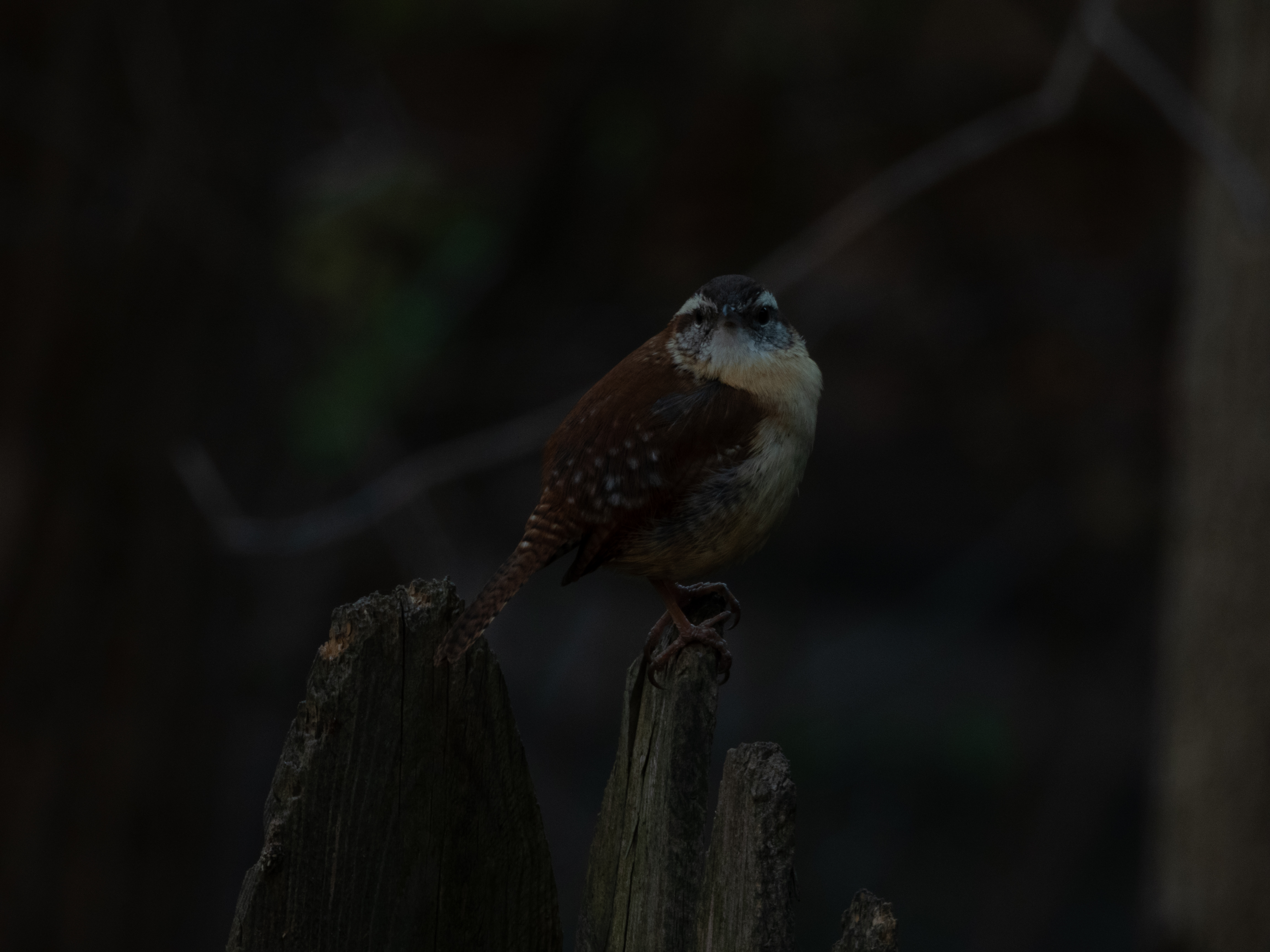 Unedited version of Carolina Wren on a fence