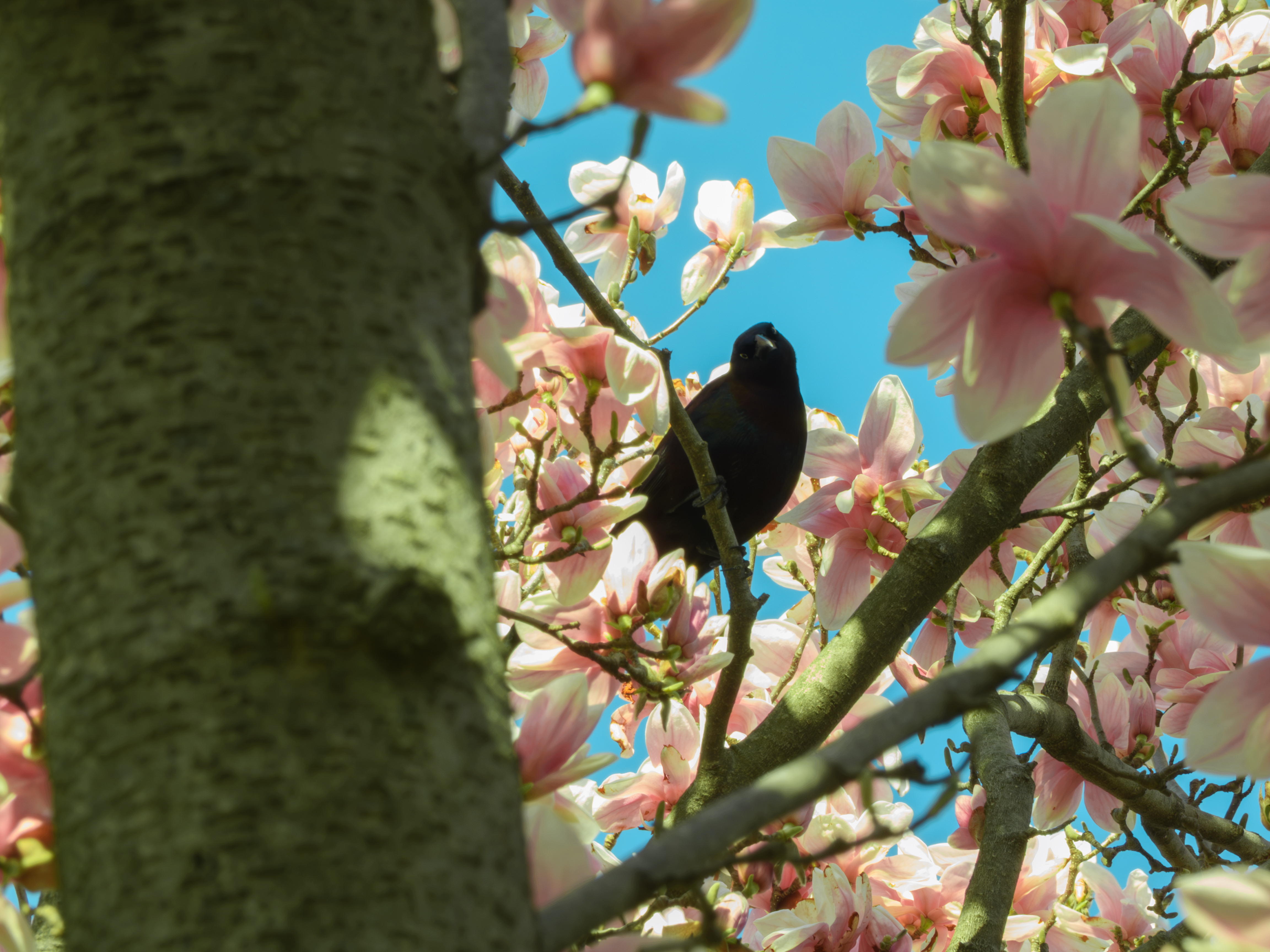 Grackle in a cherry blossom tree