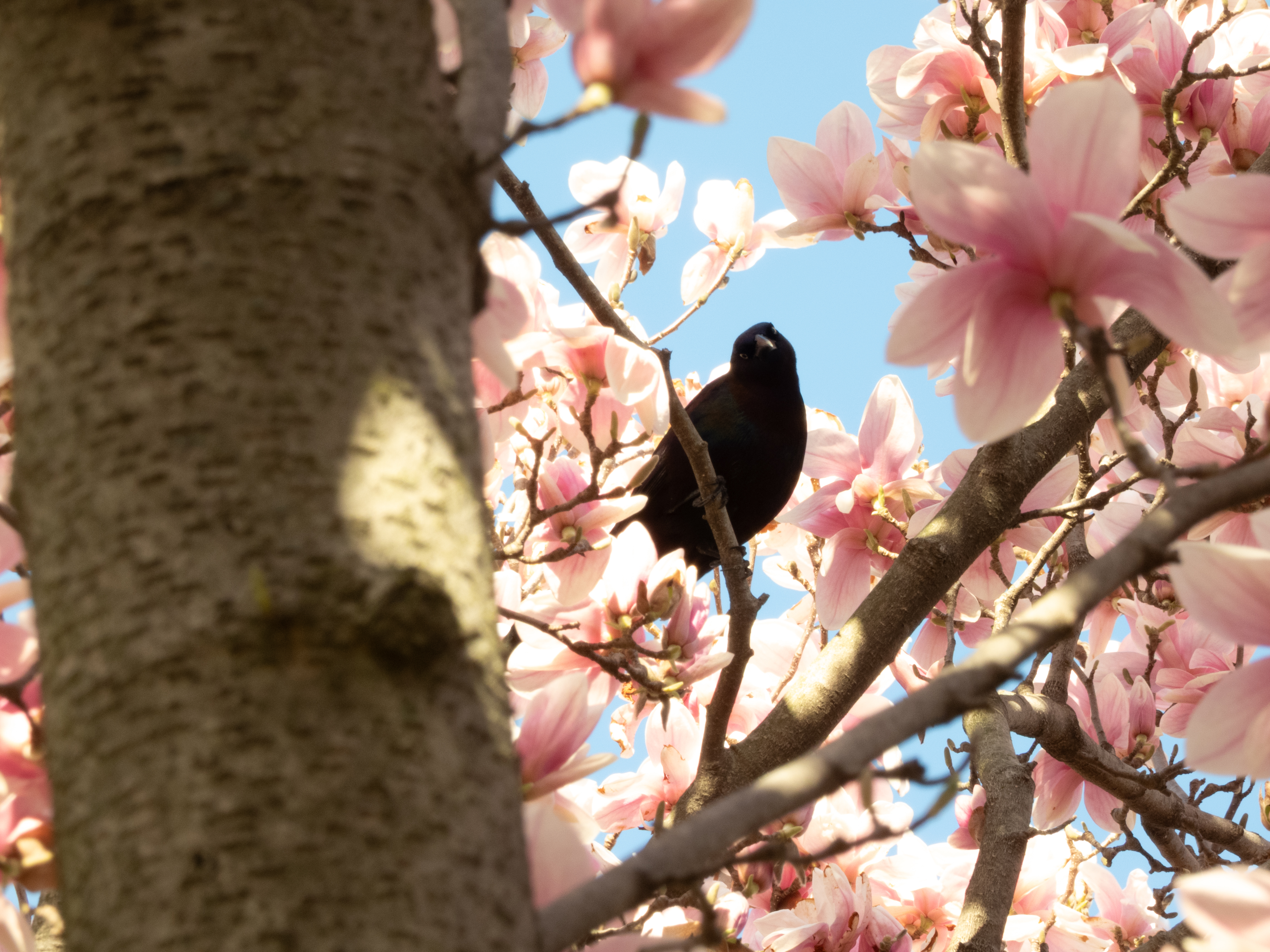 Unedited version of Grackle in a cherry blossom tree