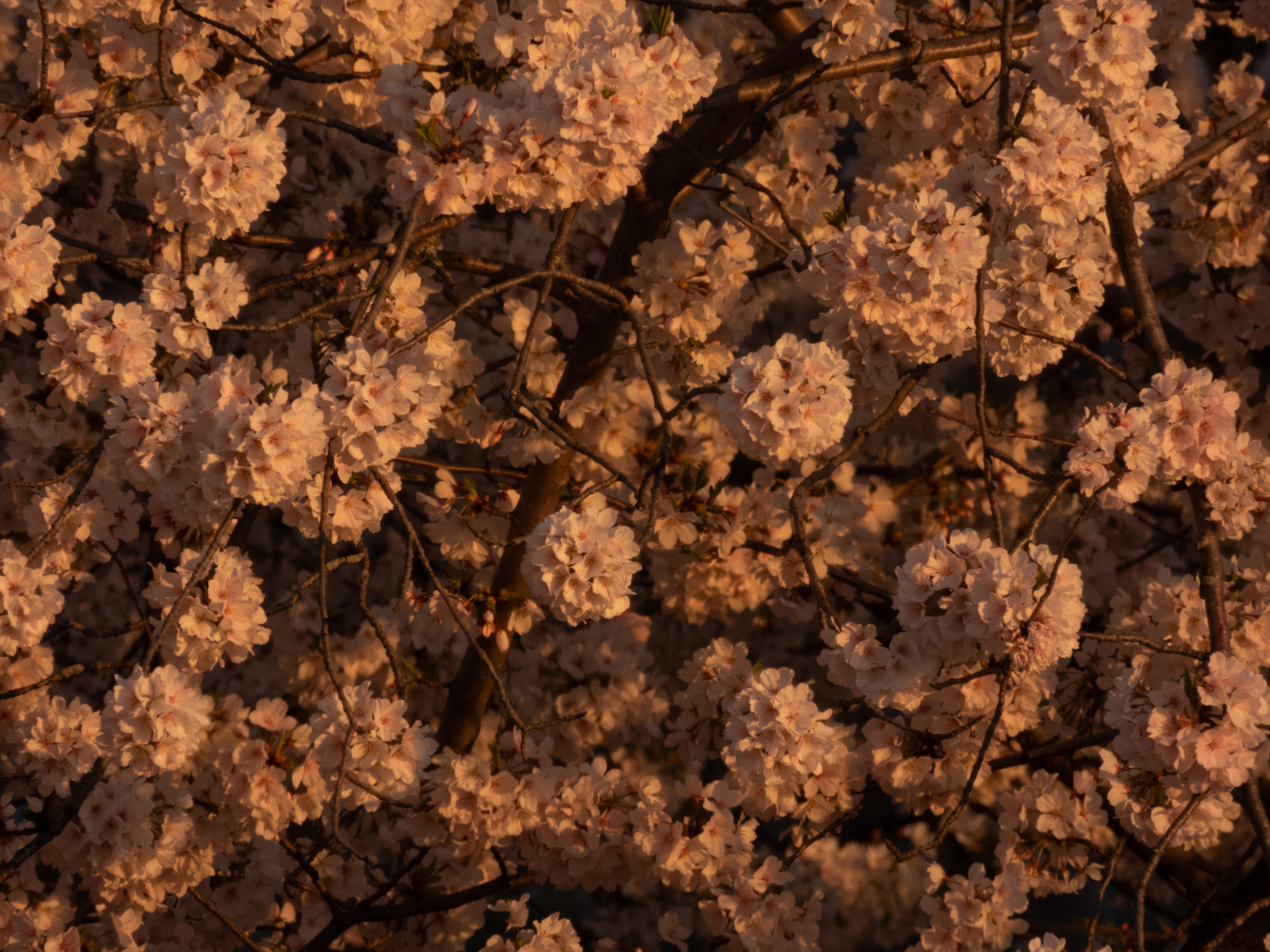 Unedited version of Cherry blossoms