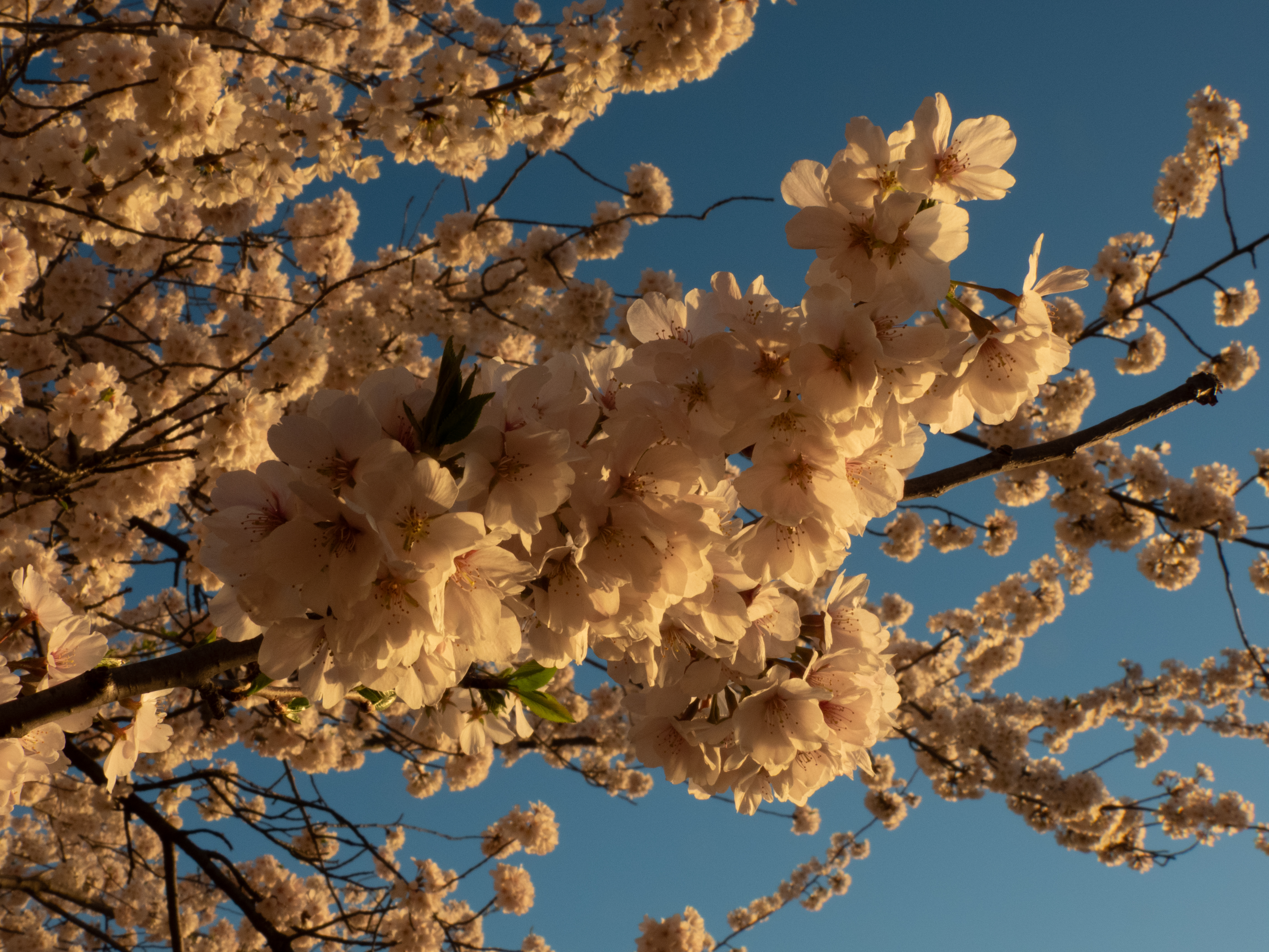 Unedited version of Cherry blossoms