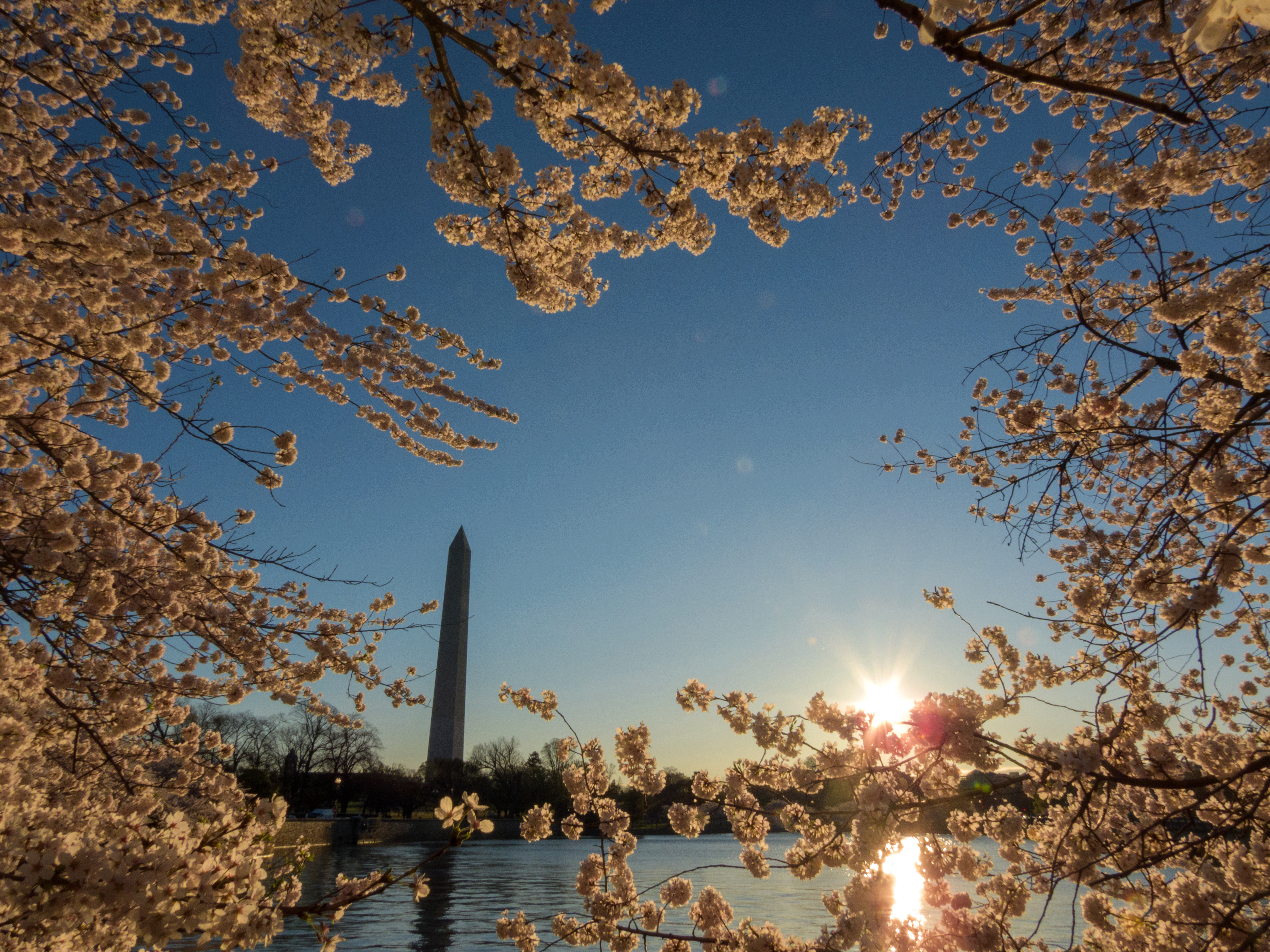 Tidal Basin with Cherry Blossoms