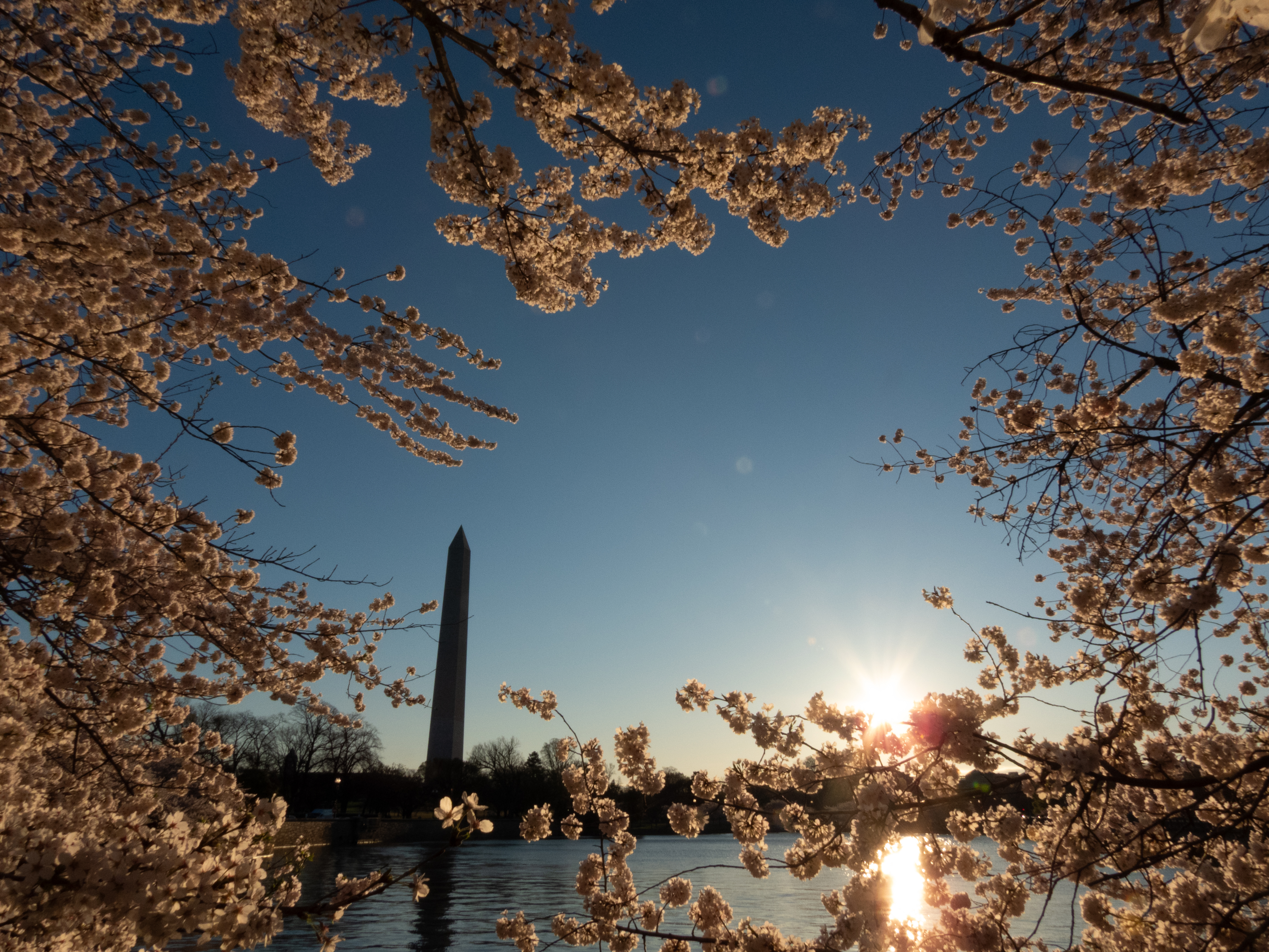 Unedited version of Tidal Basin with Cherry Blossoms