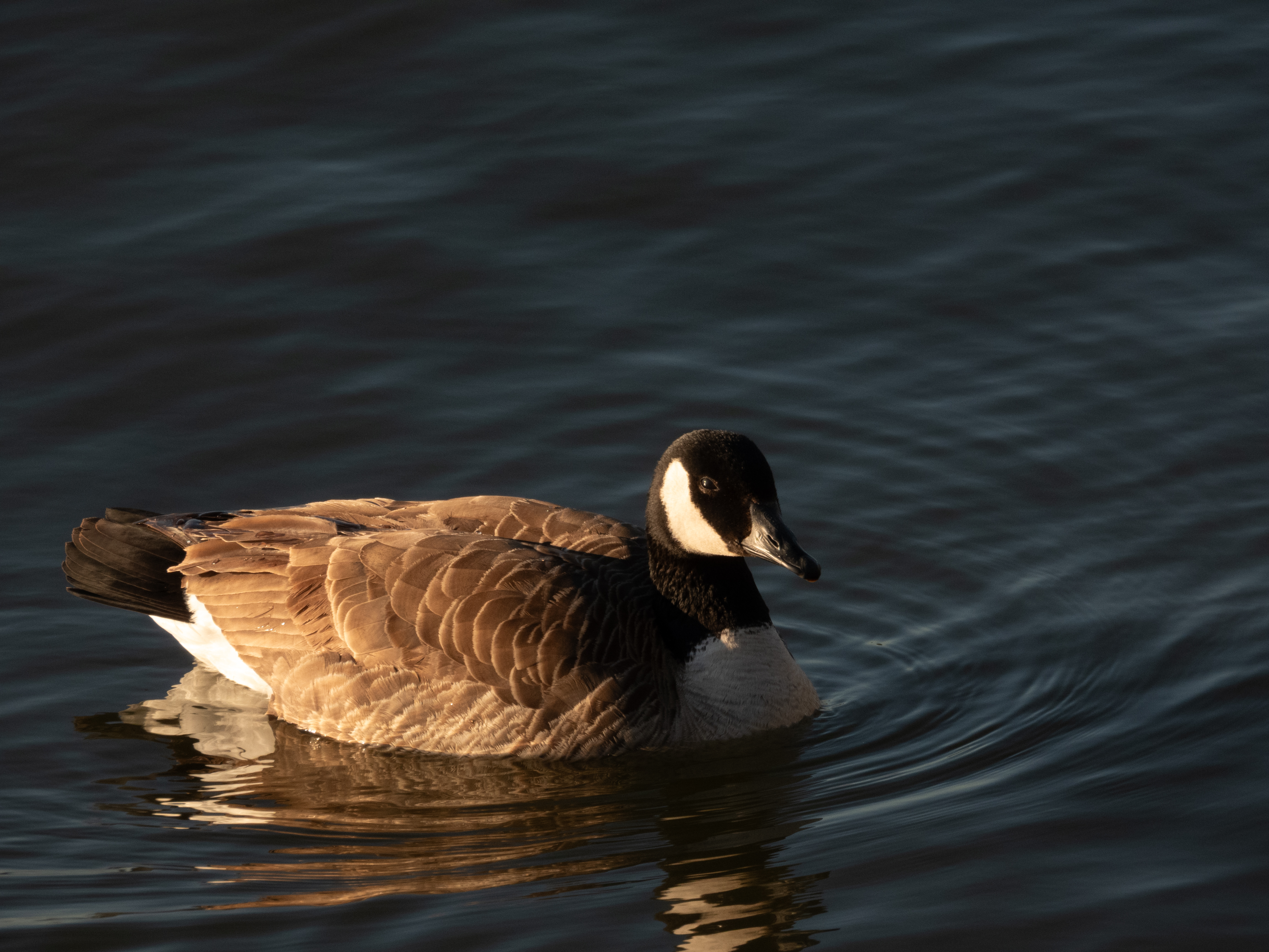 Goose