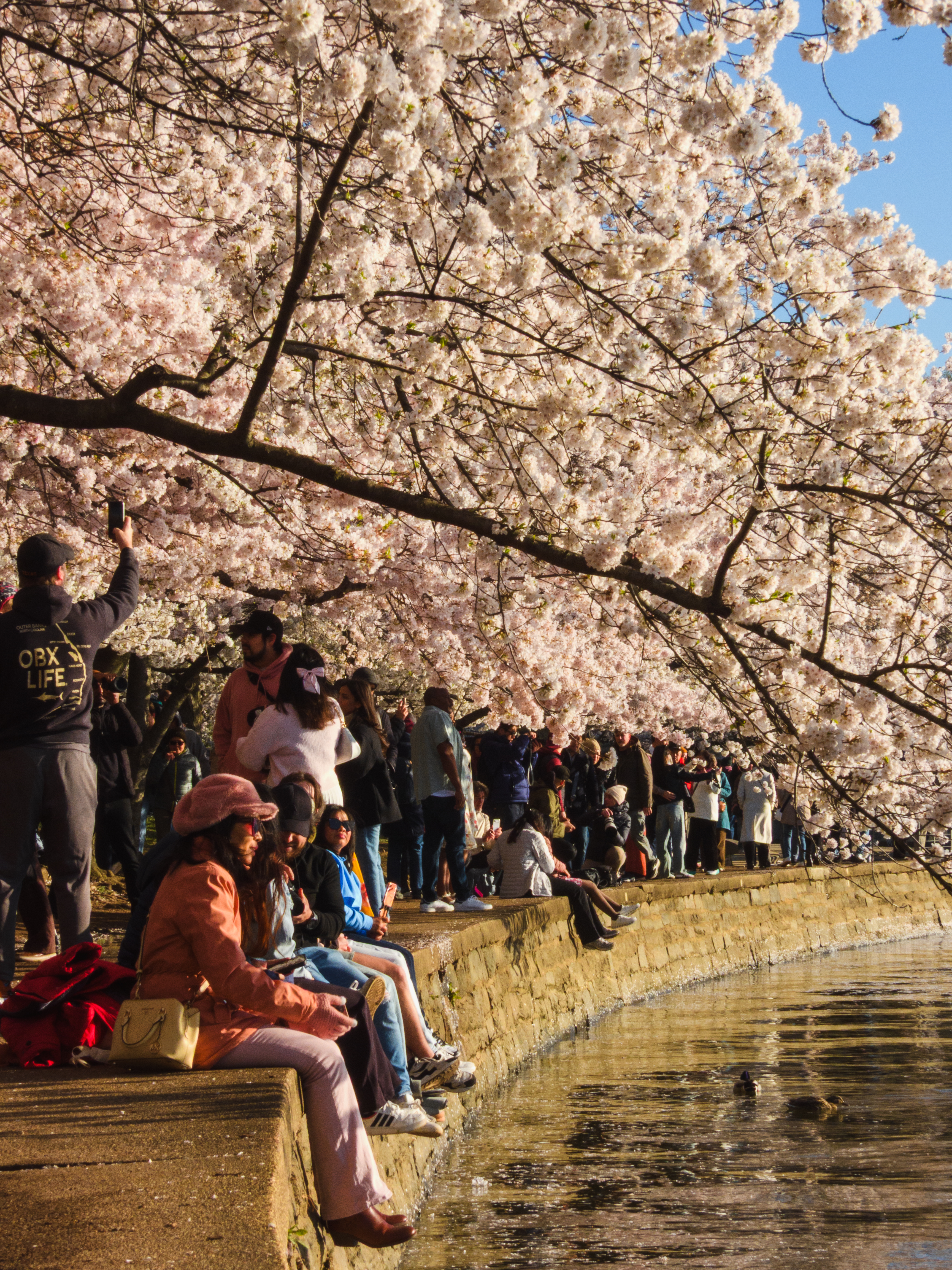 Cherry Blossoms