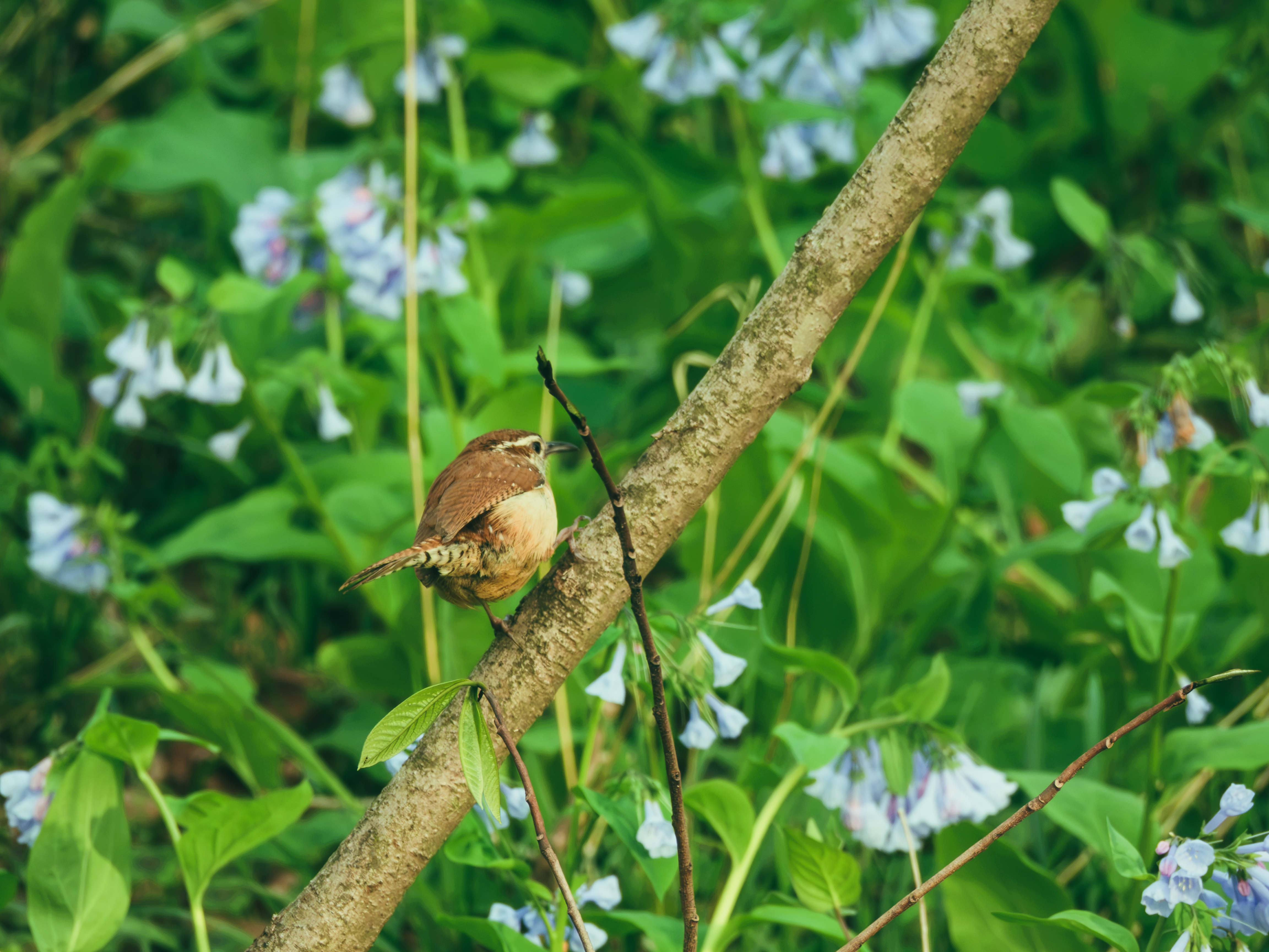 Carolina Wren