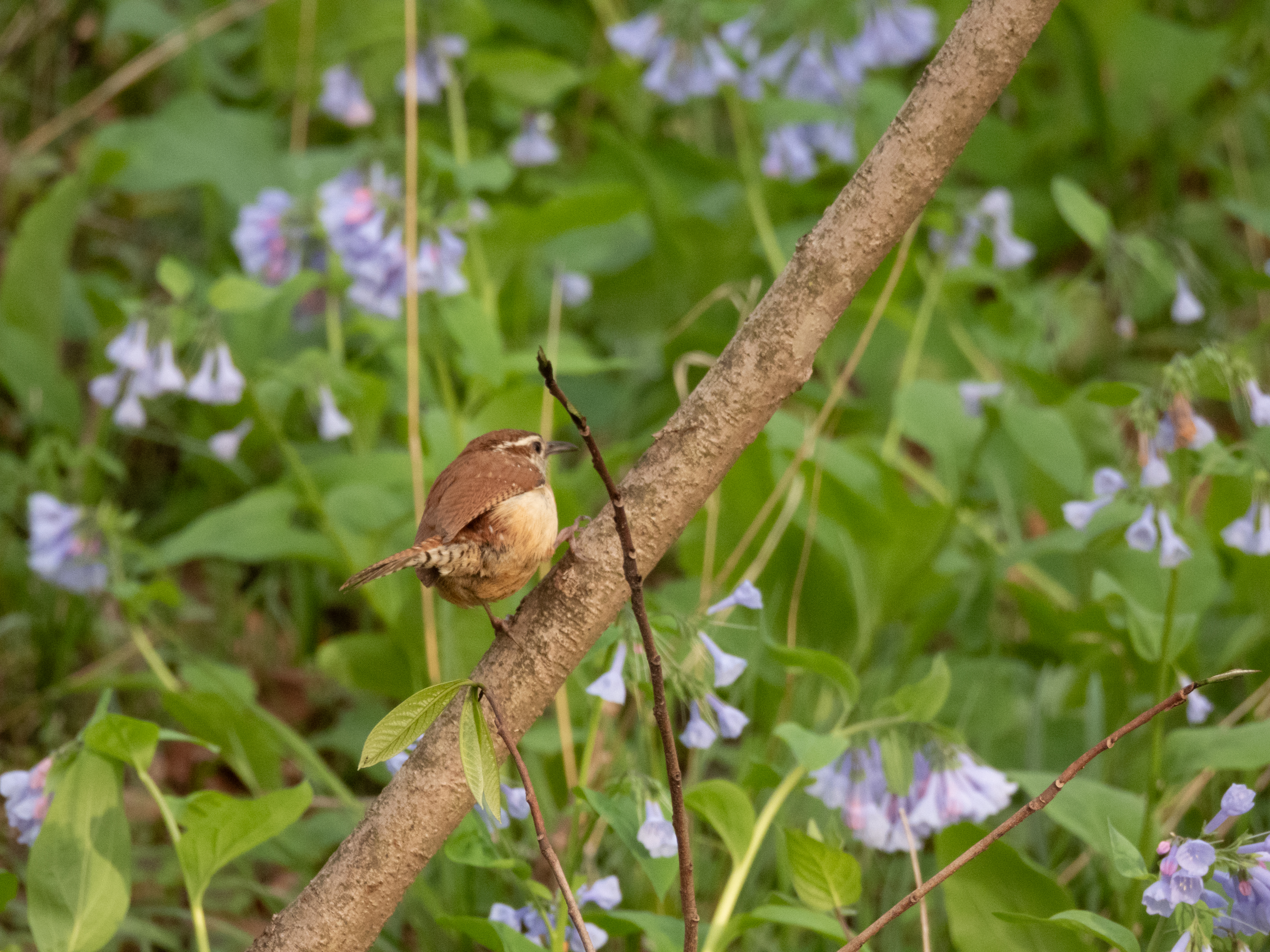 Unedited version of Carolina Wren