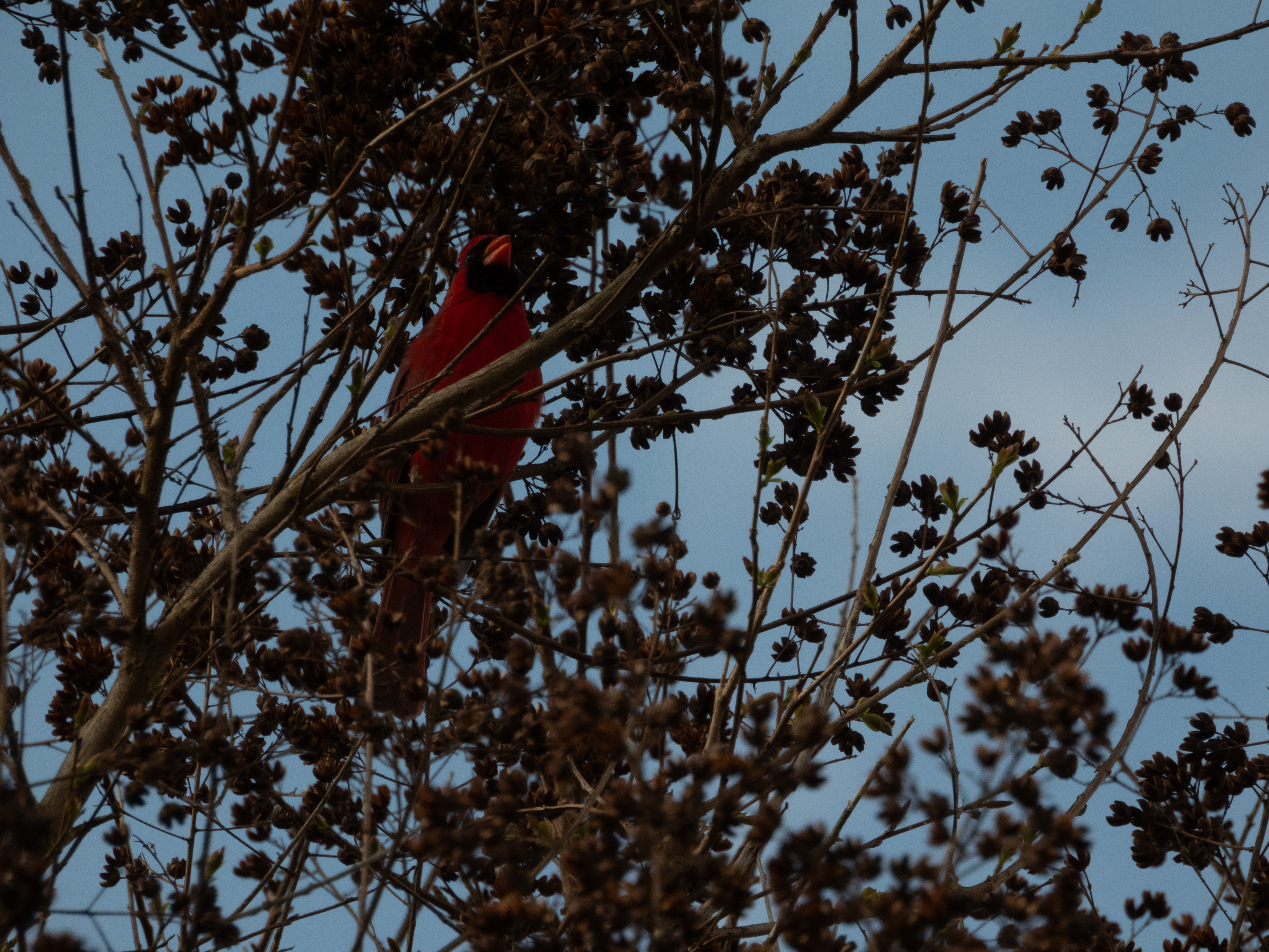 Unedited version of Cardinal