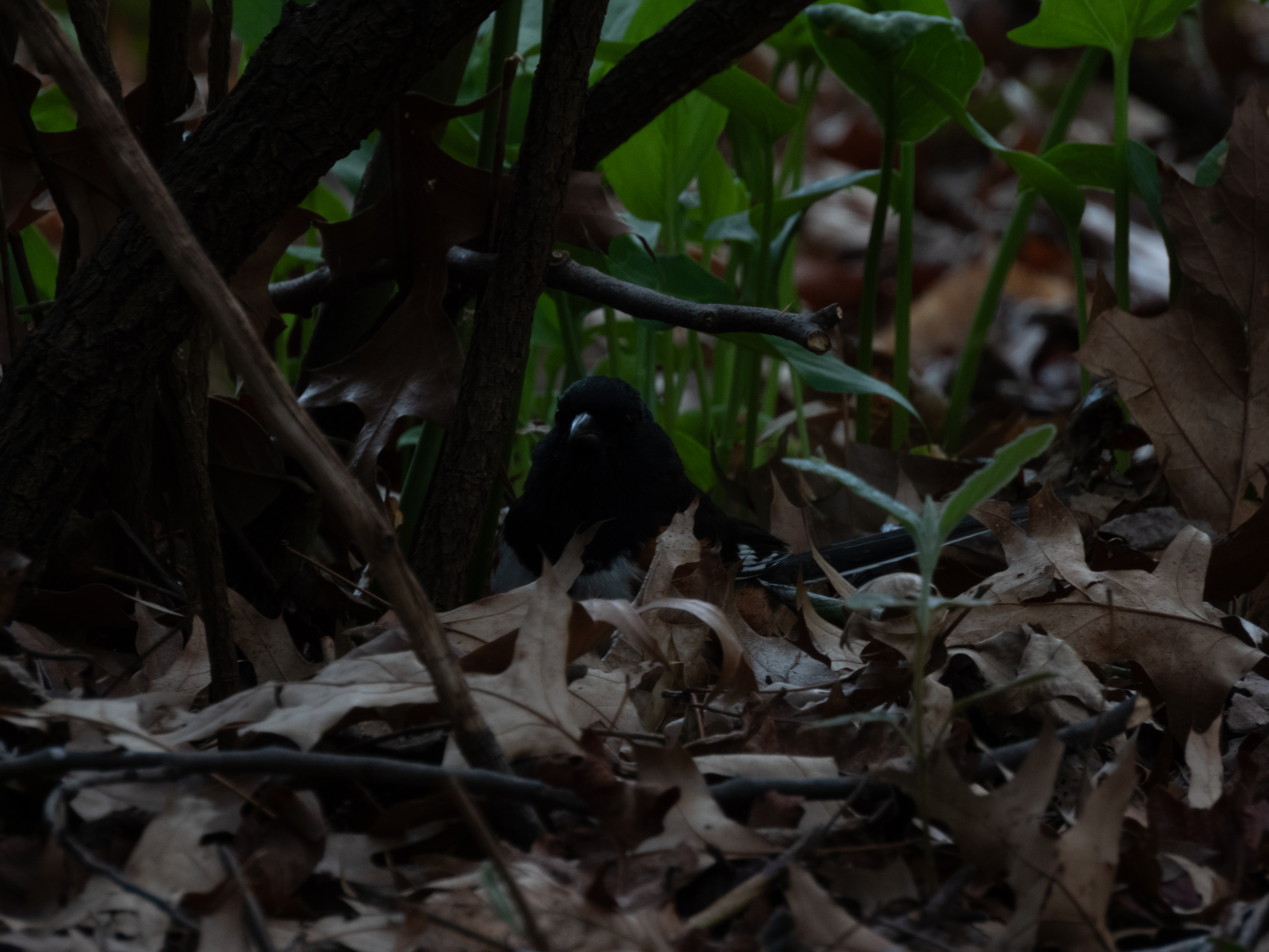 Unedited version of Eastern Towhee chilling in the leaves