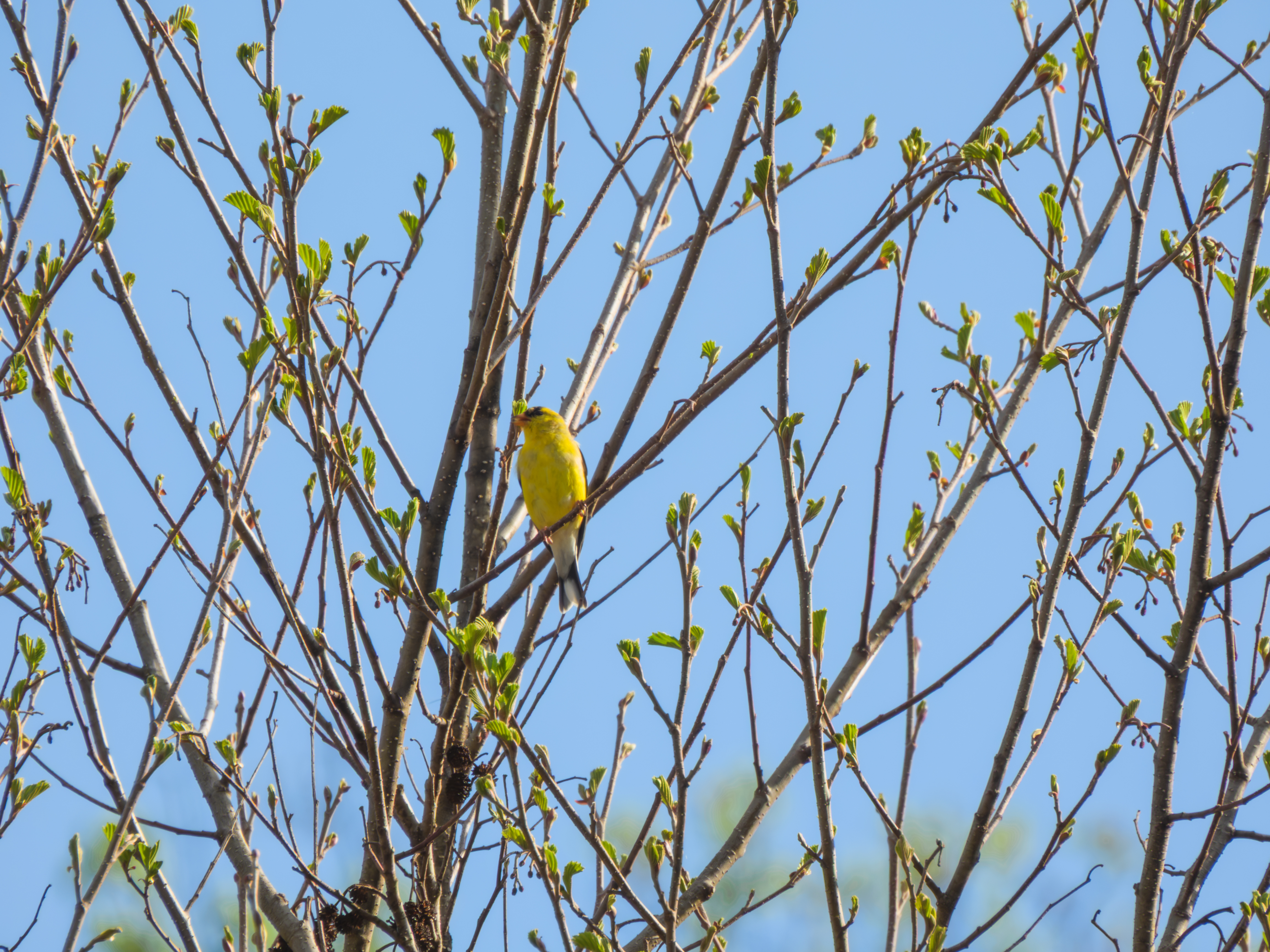 Goldfinch
