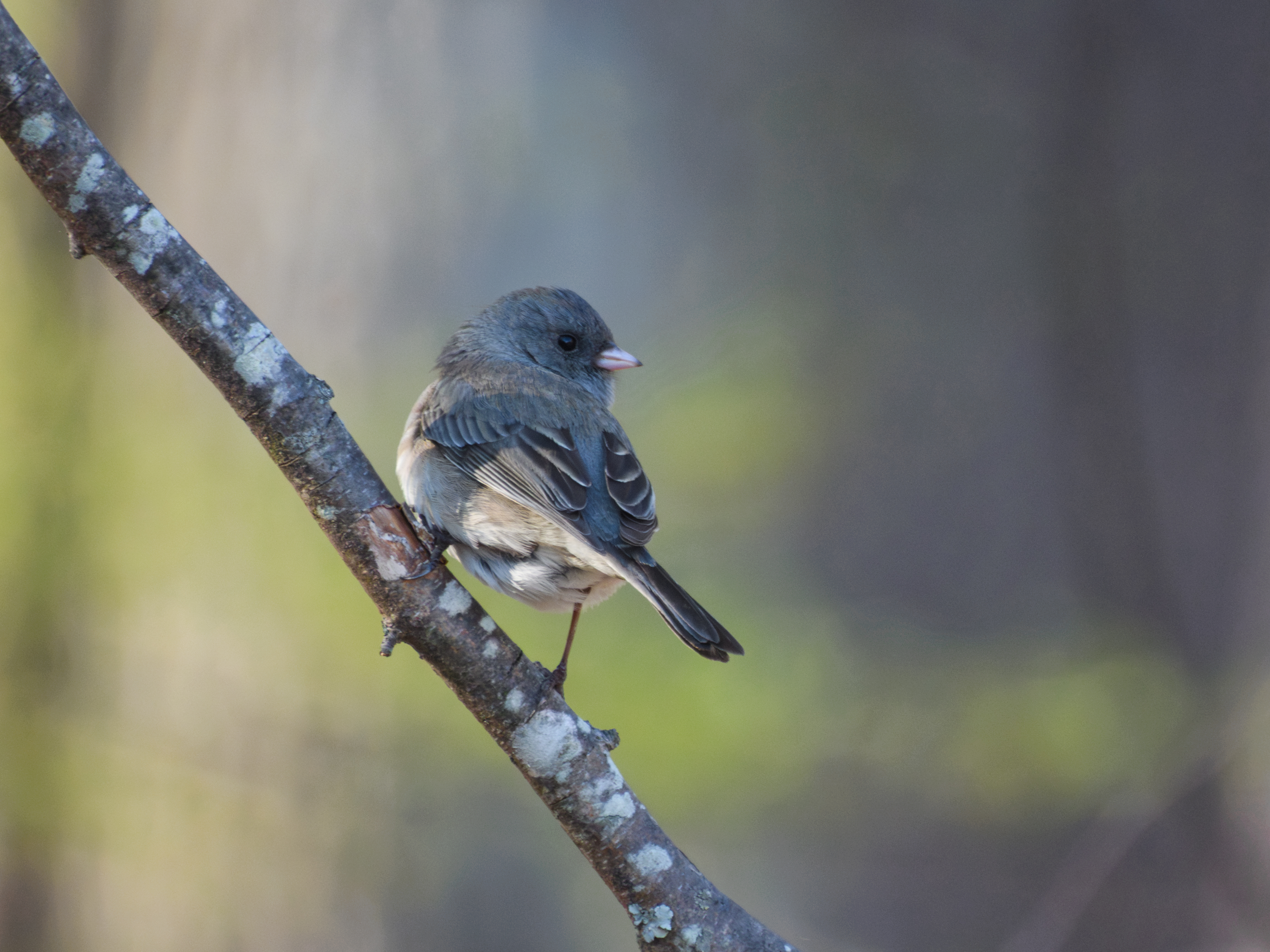 Dark-eye Junco