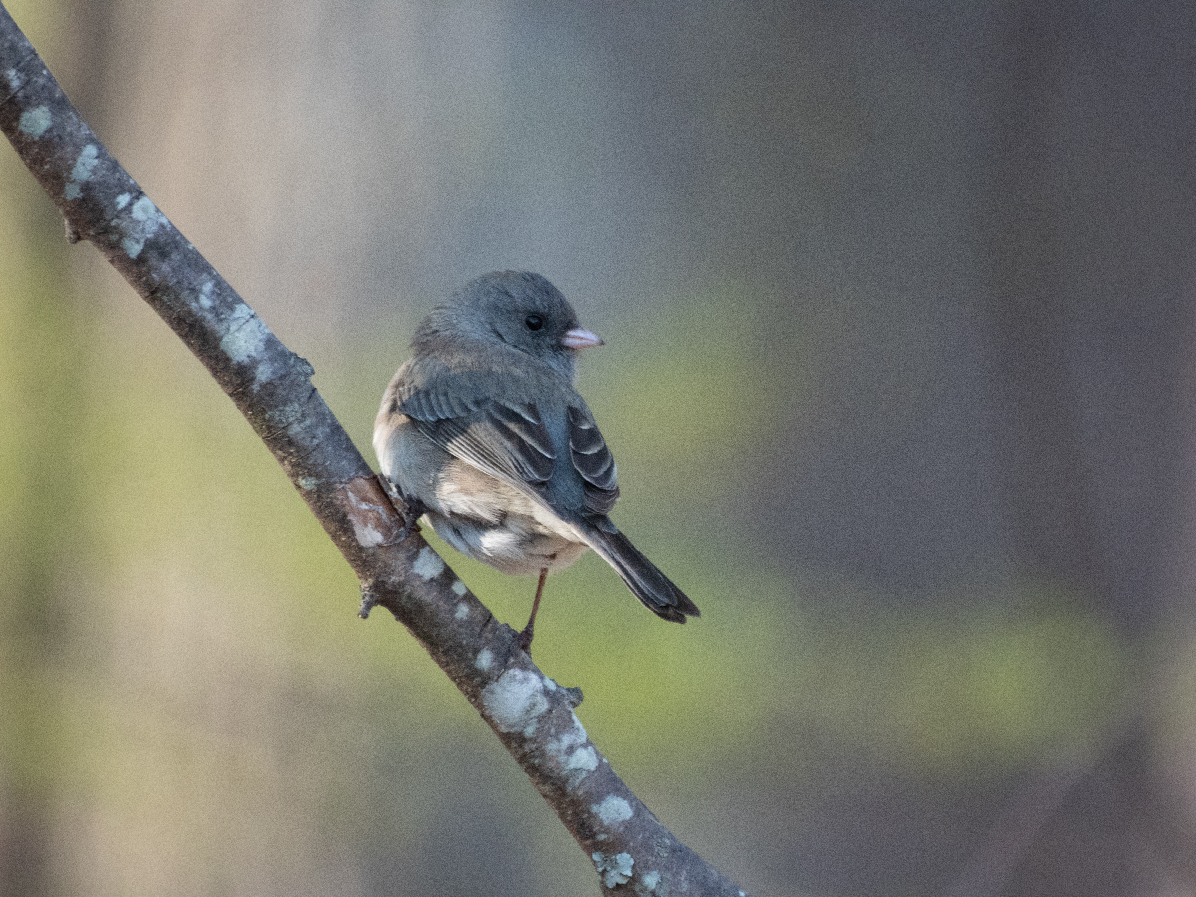 Unedited version of Dark-eye Junco