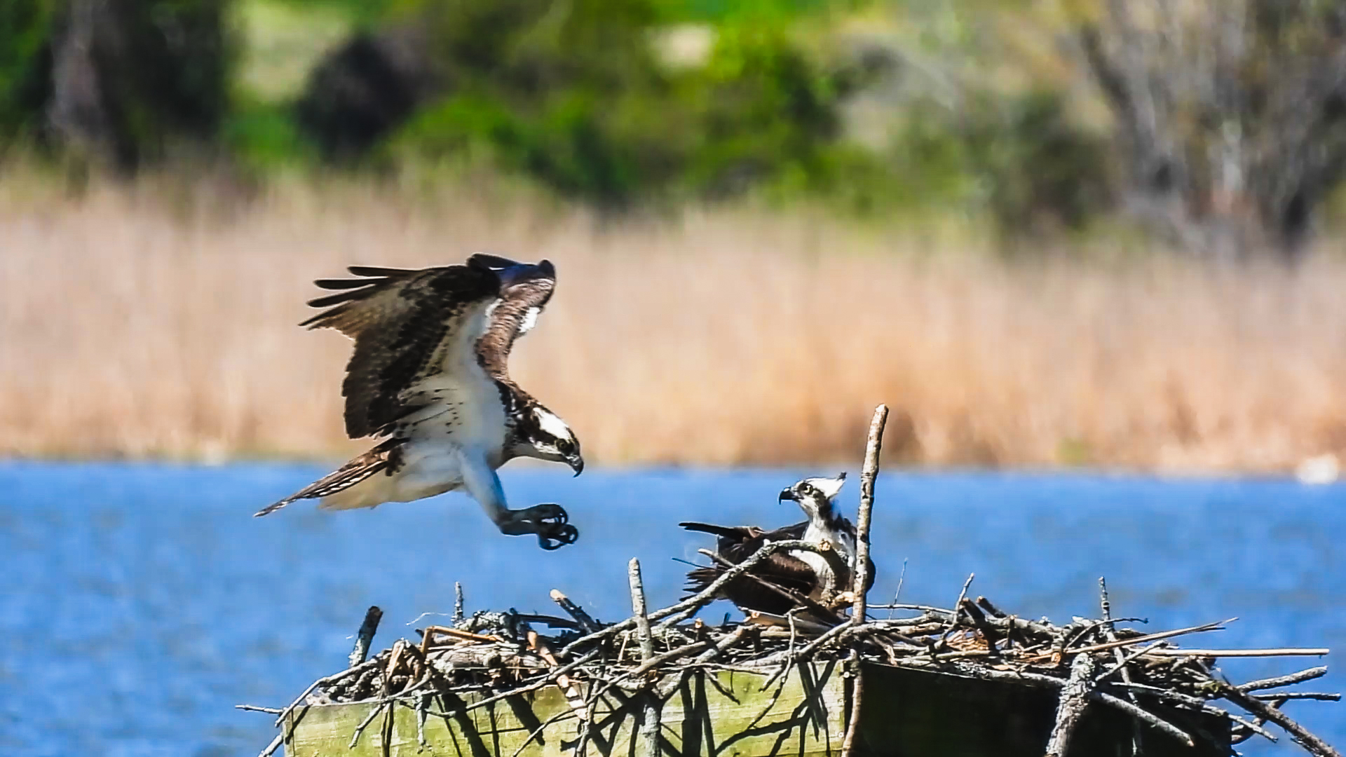 Osprey landing in nest