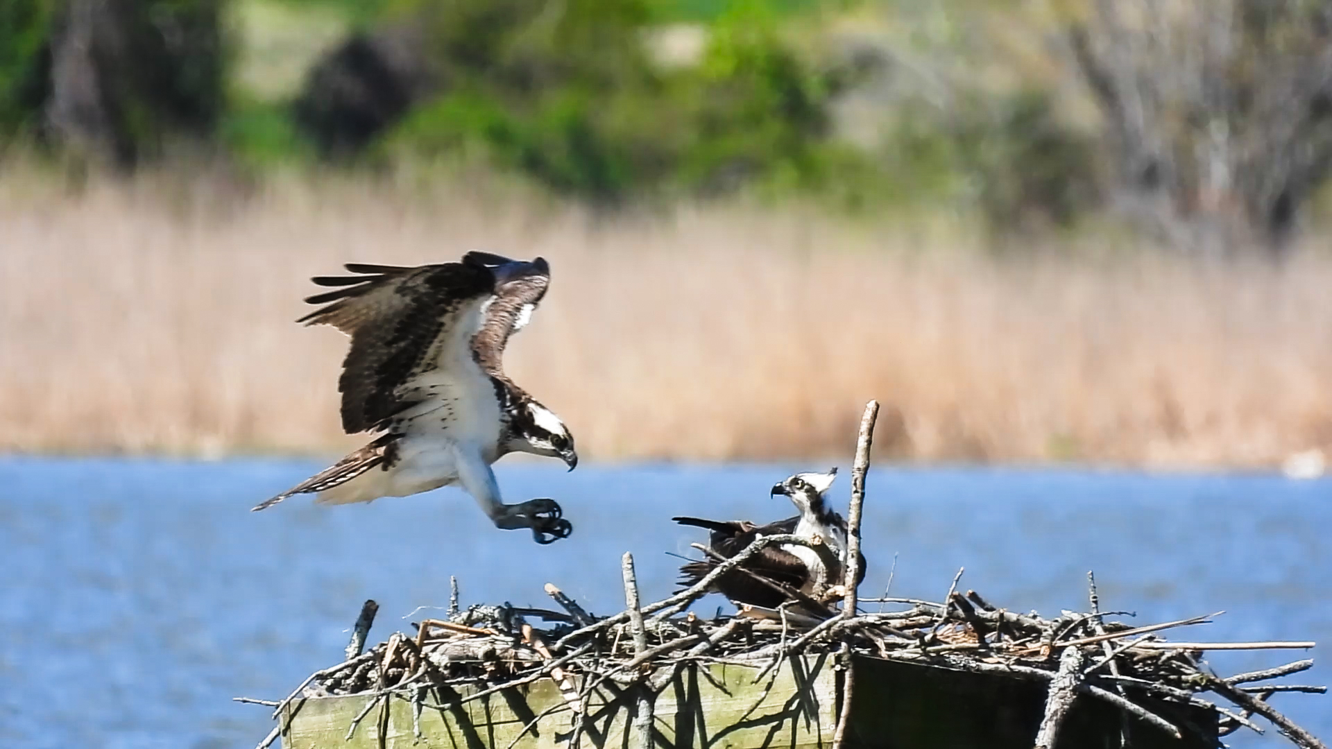 Unedited version of Osprey landing in nest