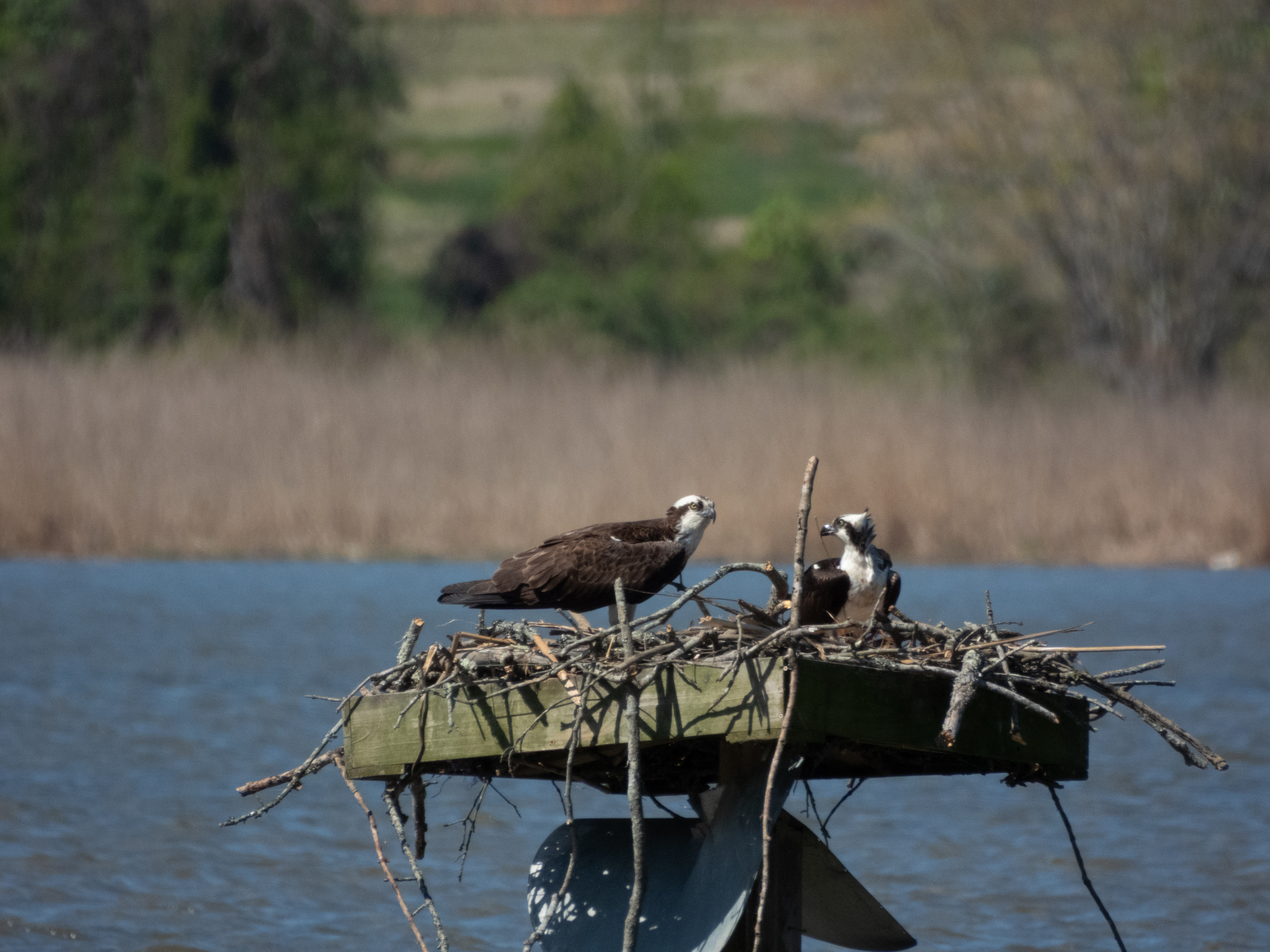 Unedited version of Osprey nesting