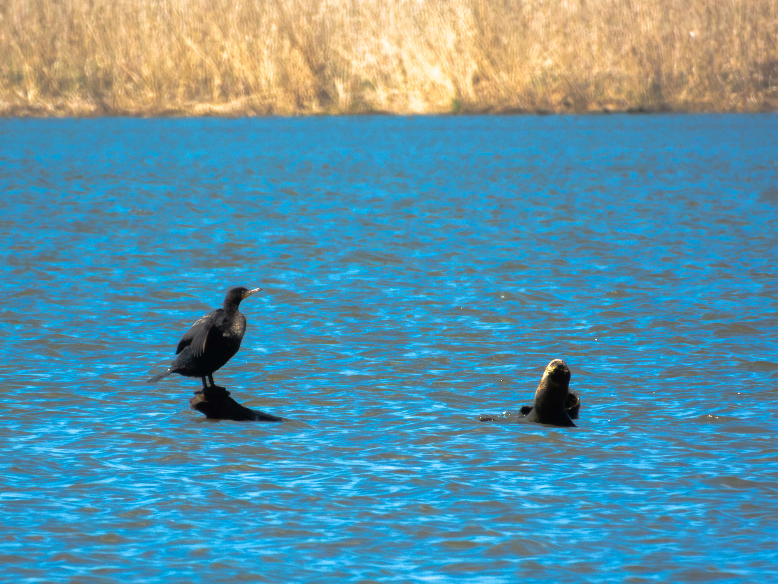 Double-crested Cormorant posing