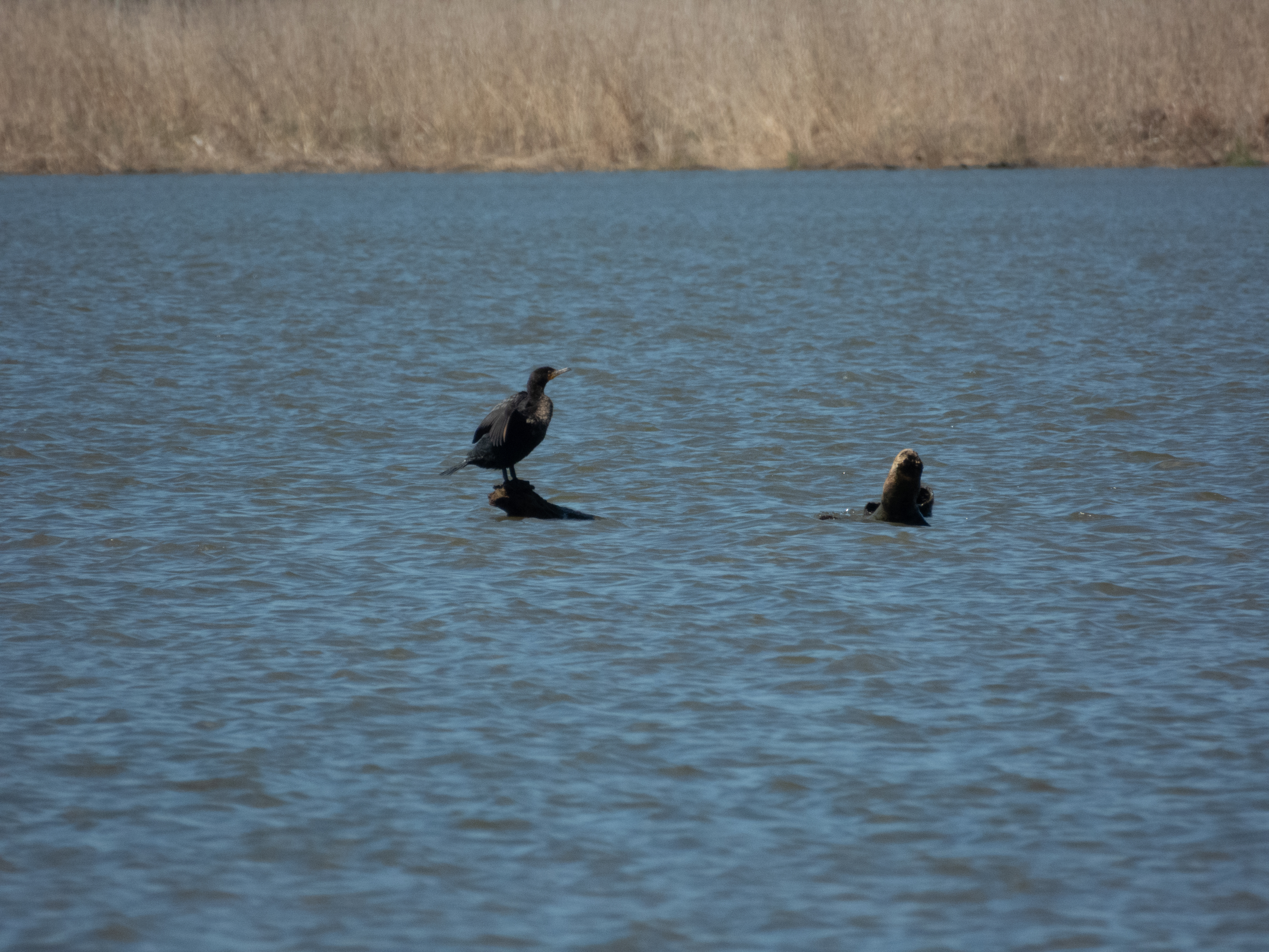 Unedited version of Double-crested Cormorant posing