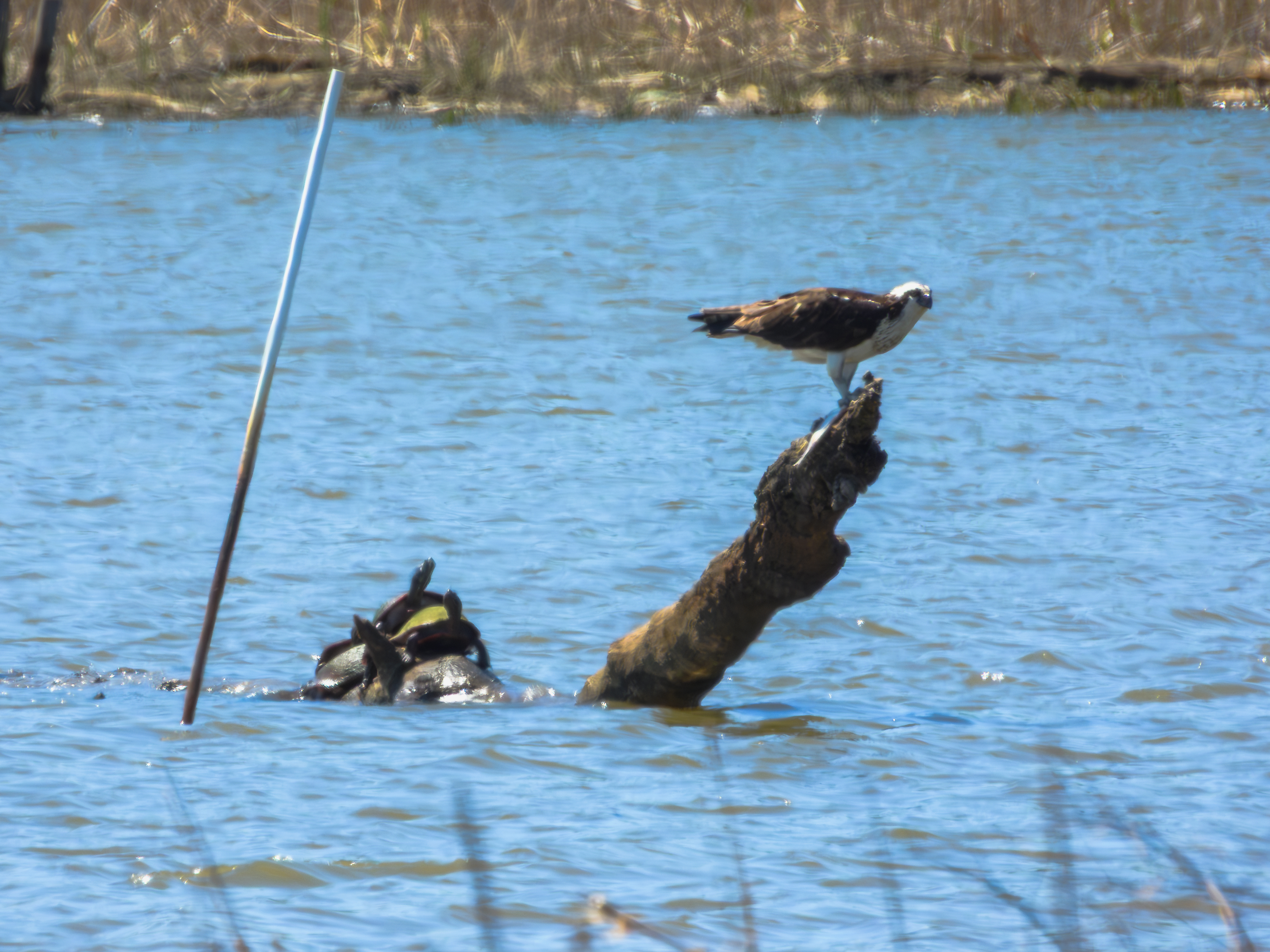 Osprey with fish underfoot and turtles