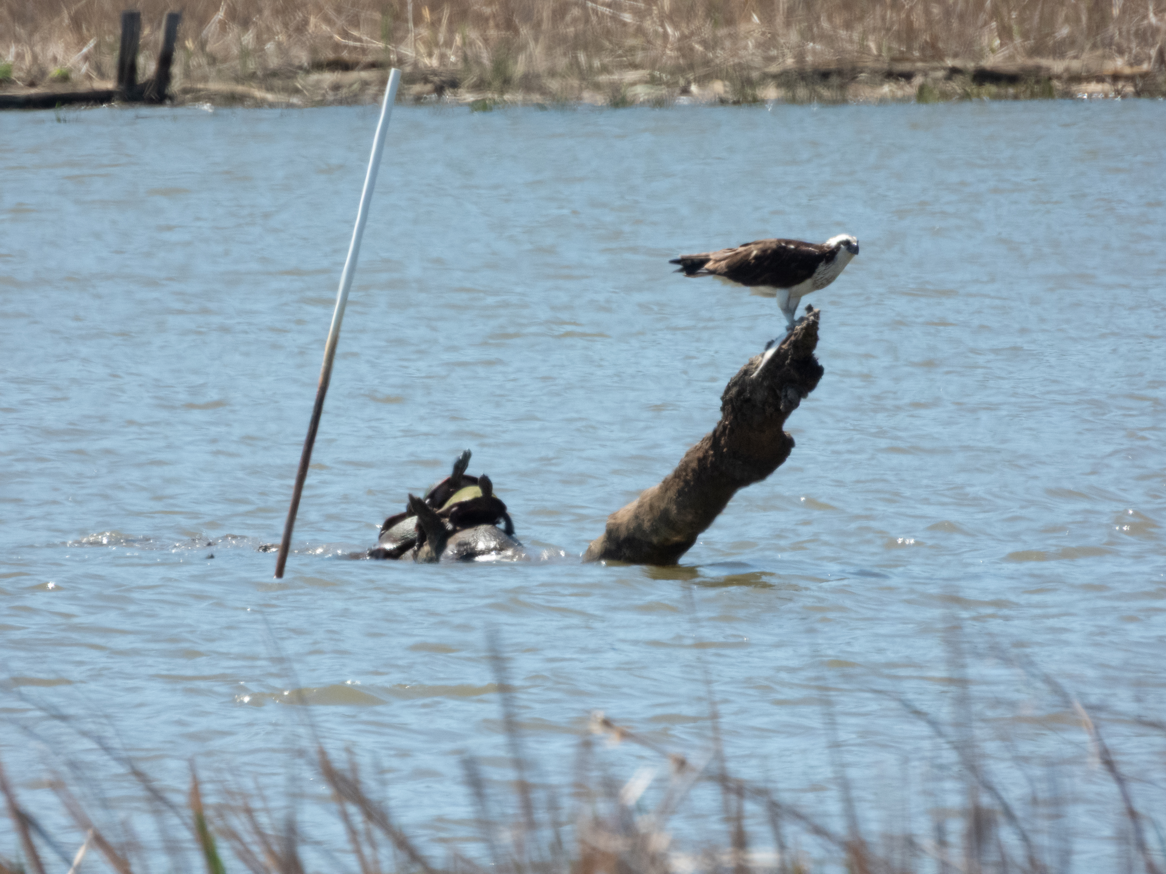 Unedited version of Osprey with fish underfoot and turtles