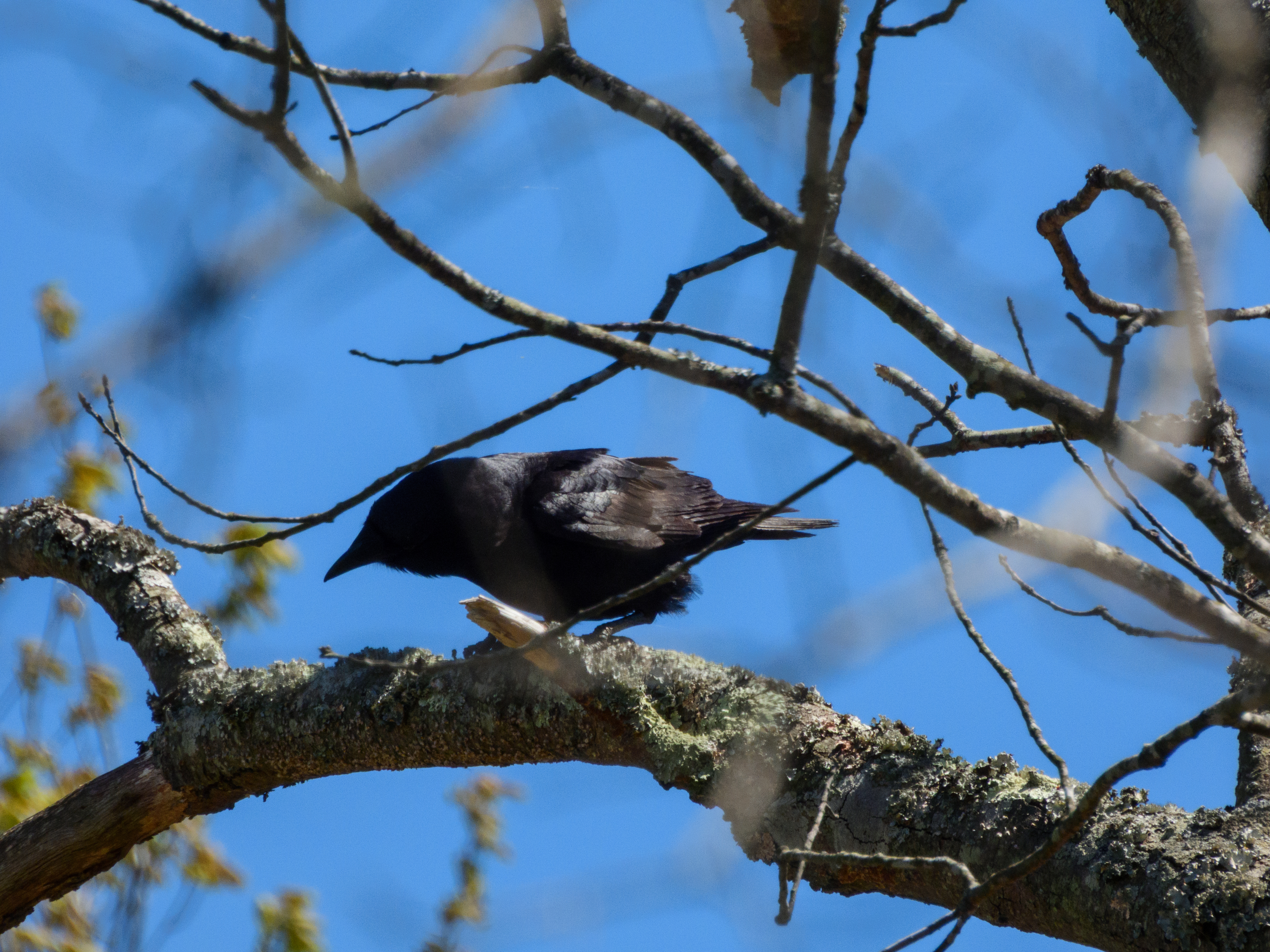 Fish Crow