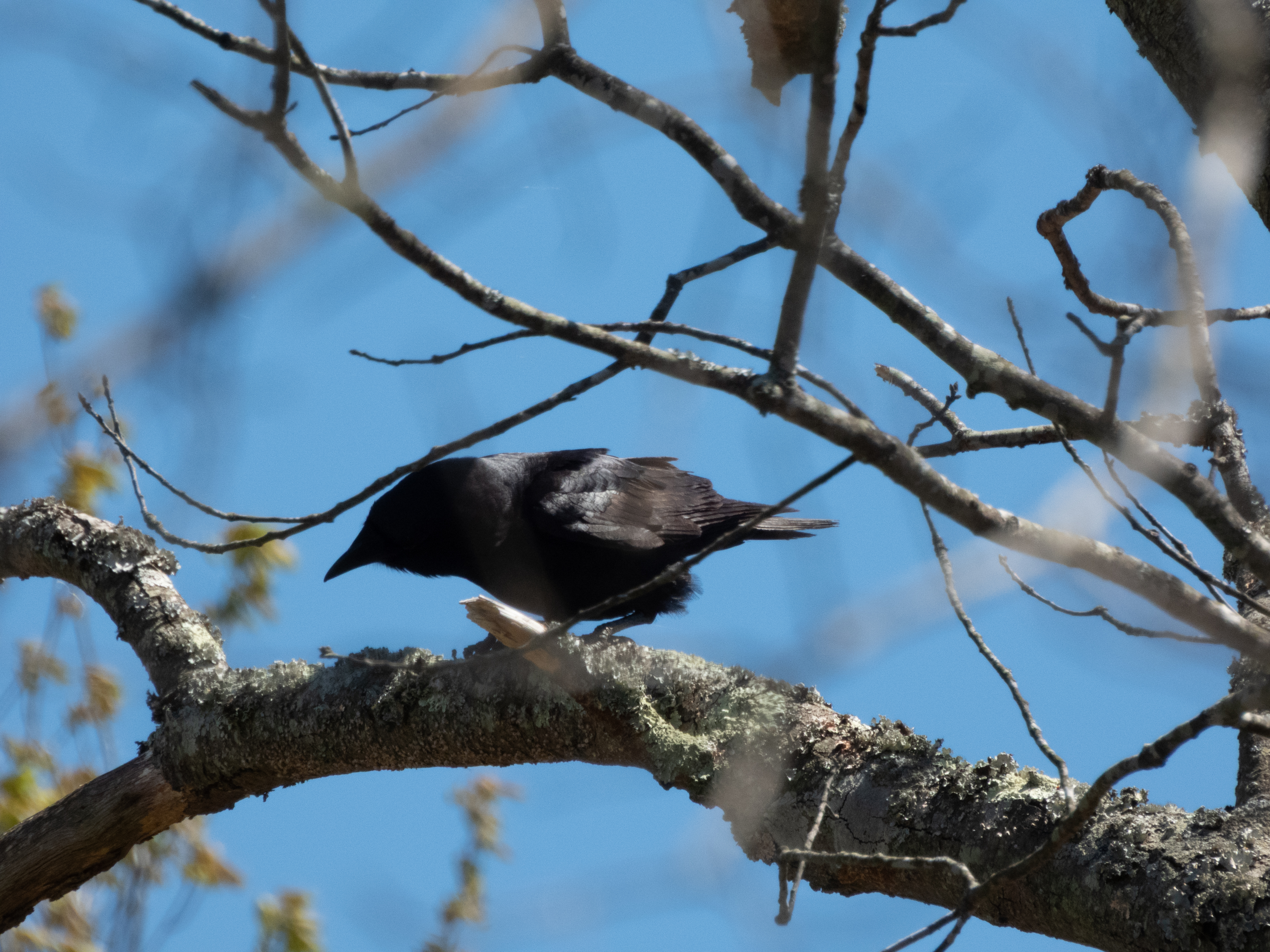 Unedited version of Fish Crow