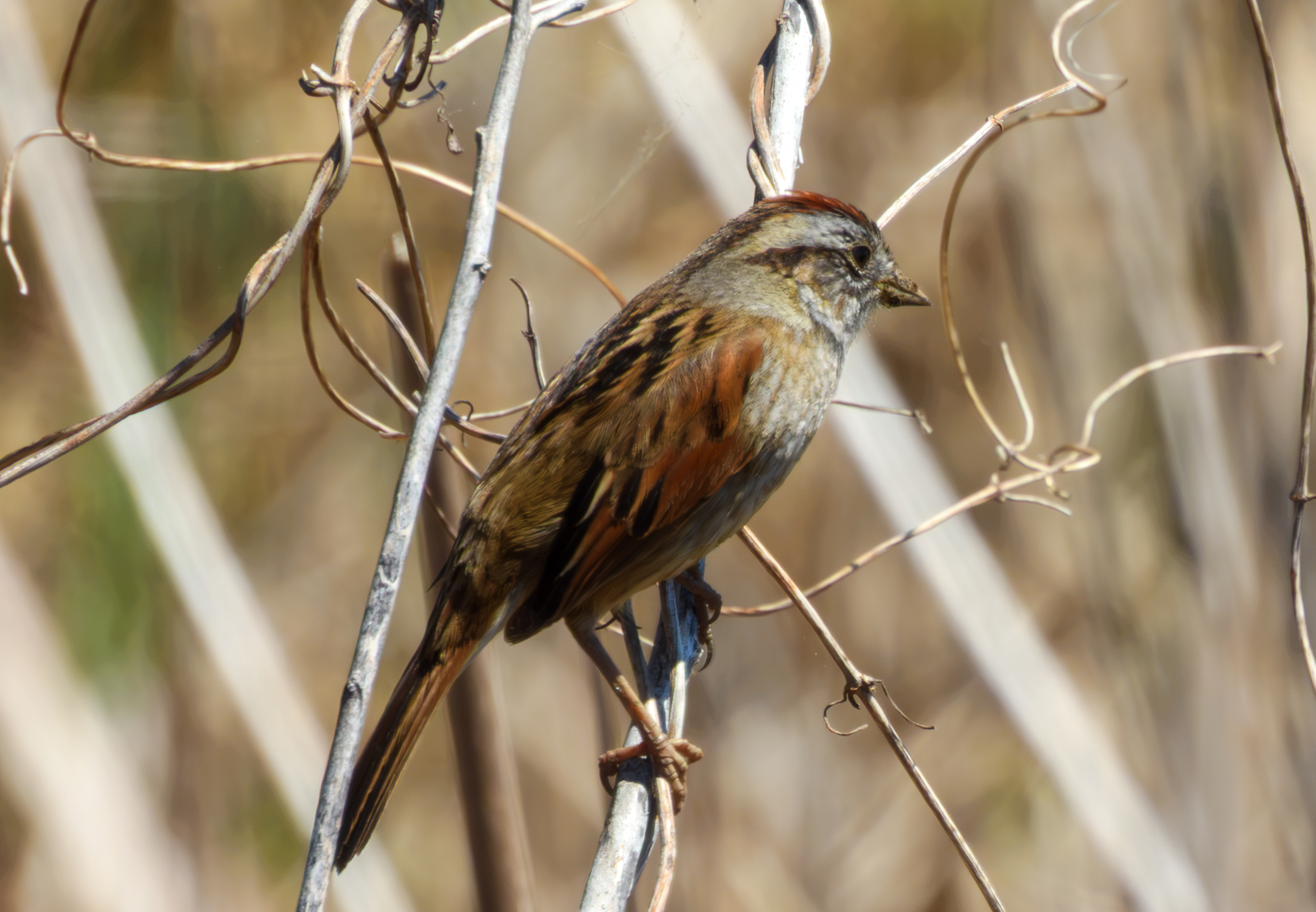 Swamp Sparrow