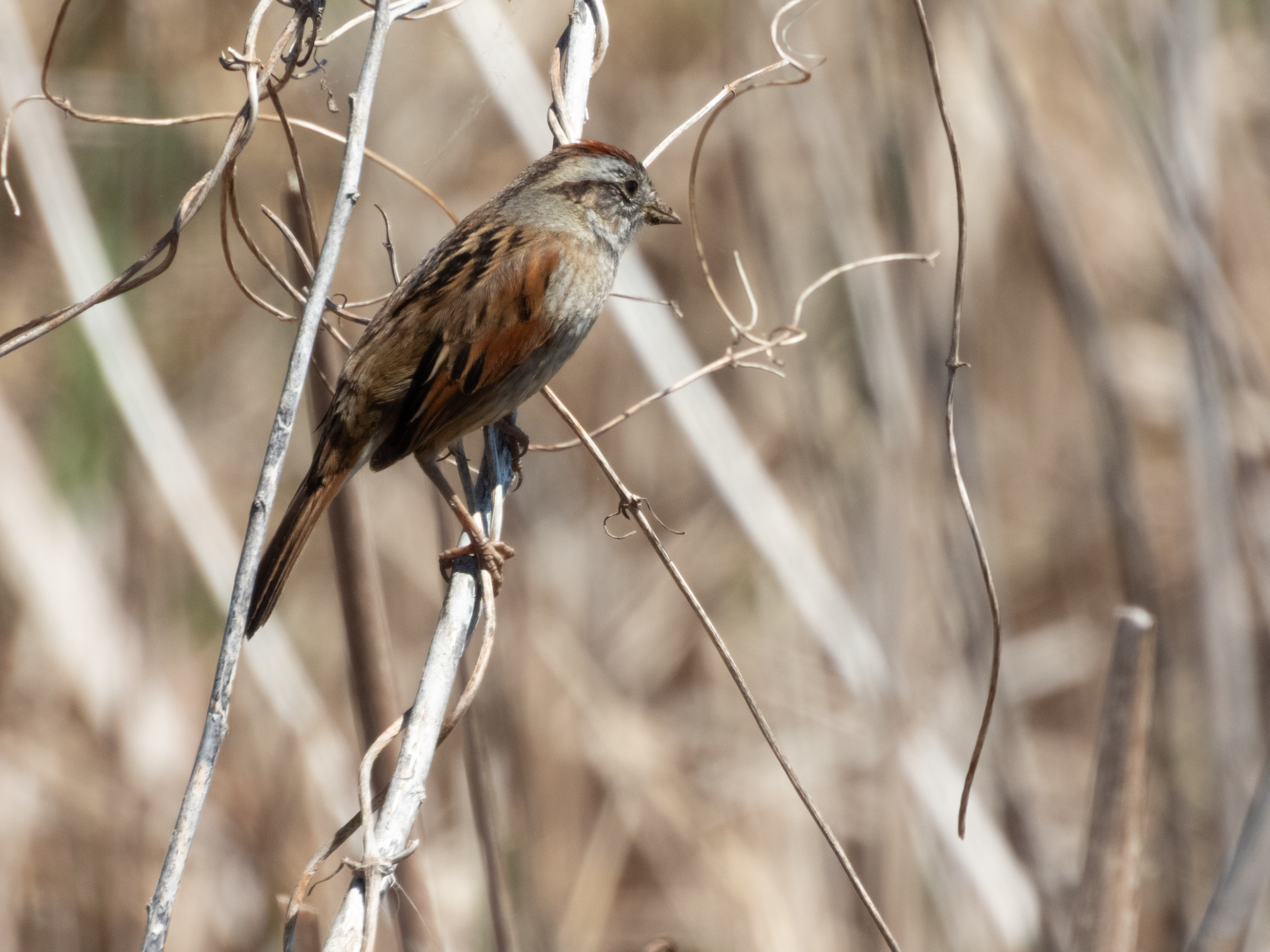 Unedited version of Swamp Sparrow