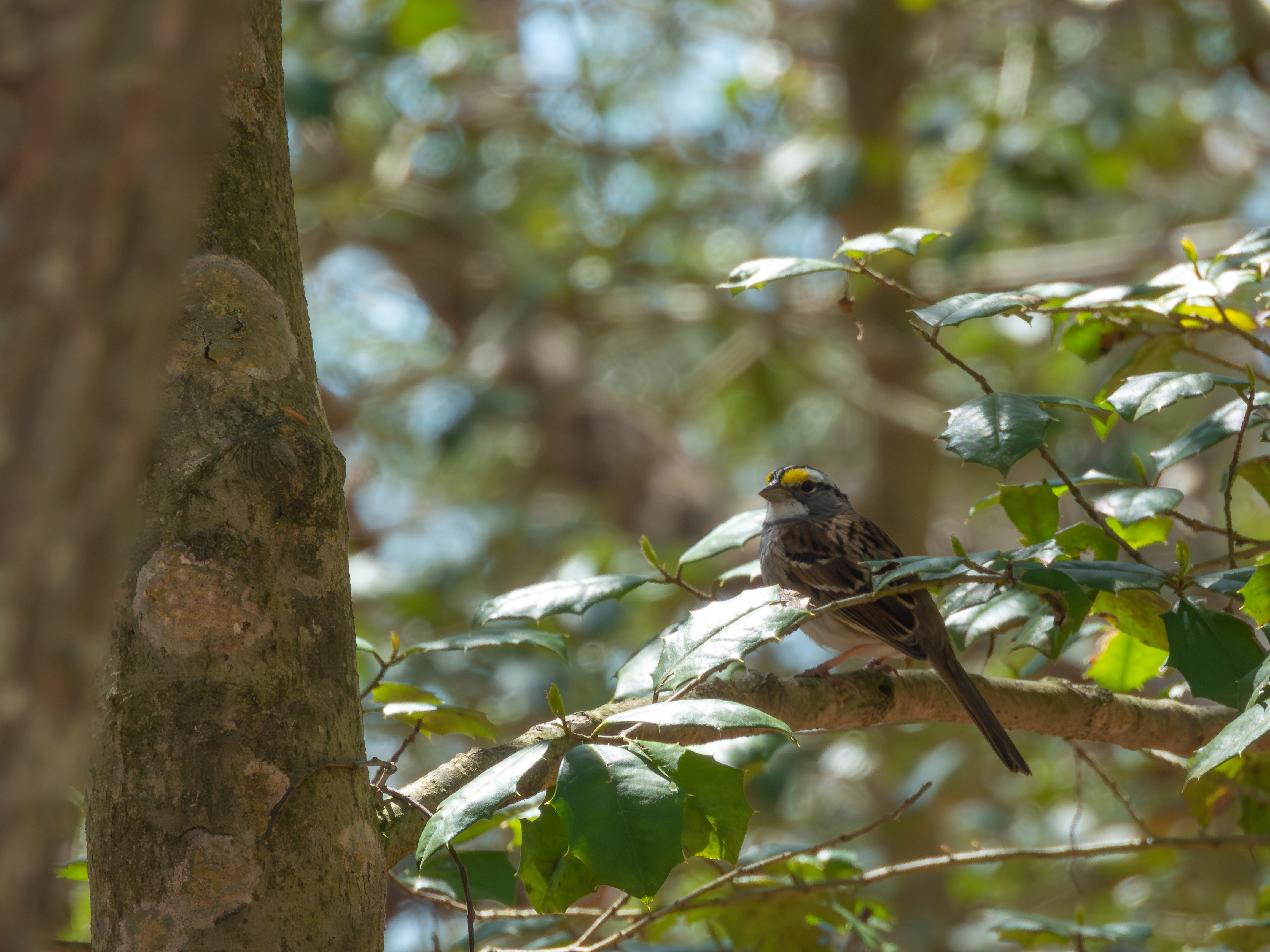 White-throated Sparrow