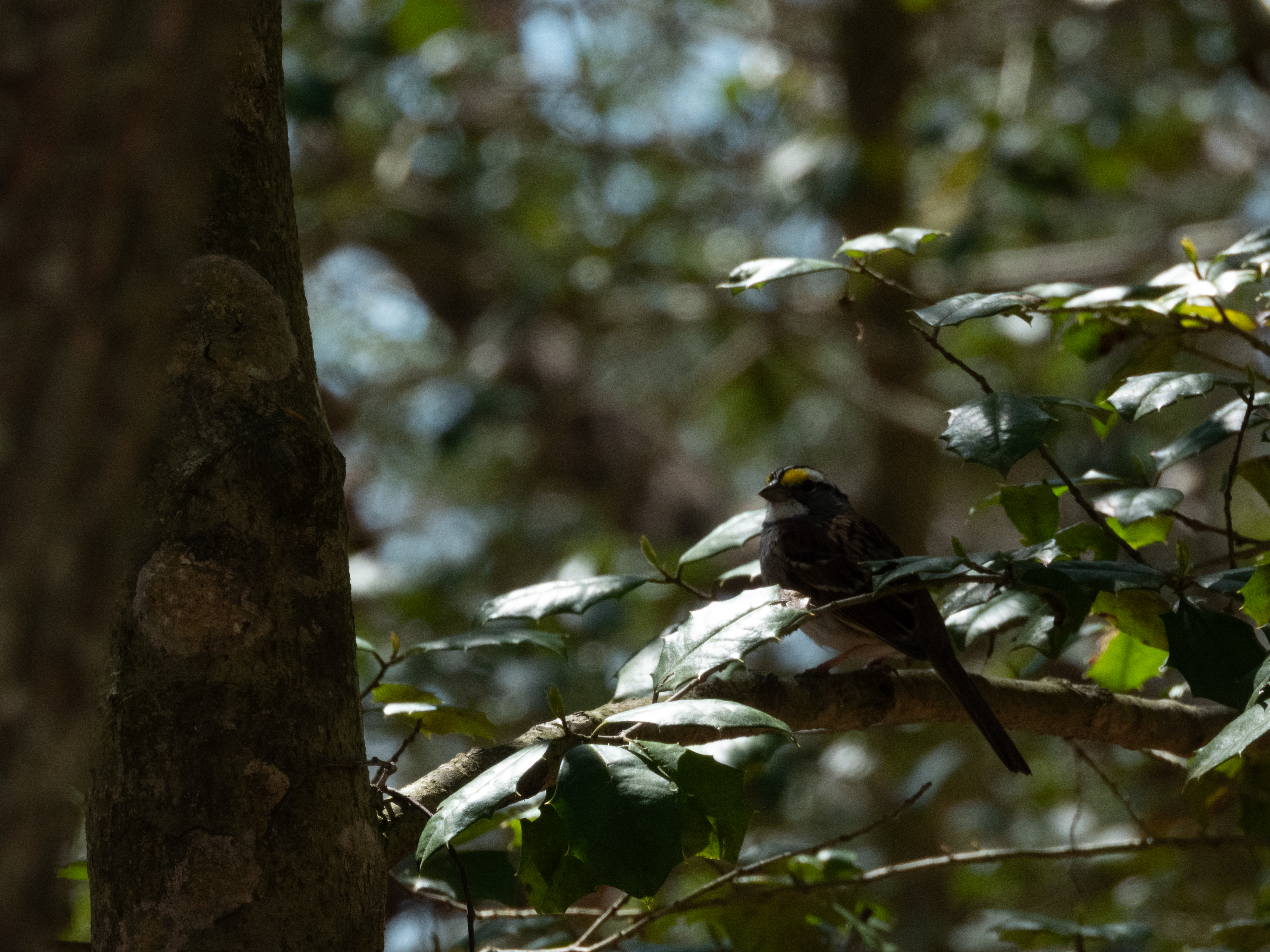 Unedited version of White-throated Sparrow