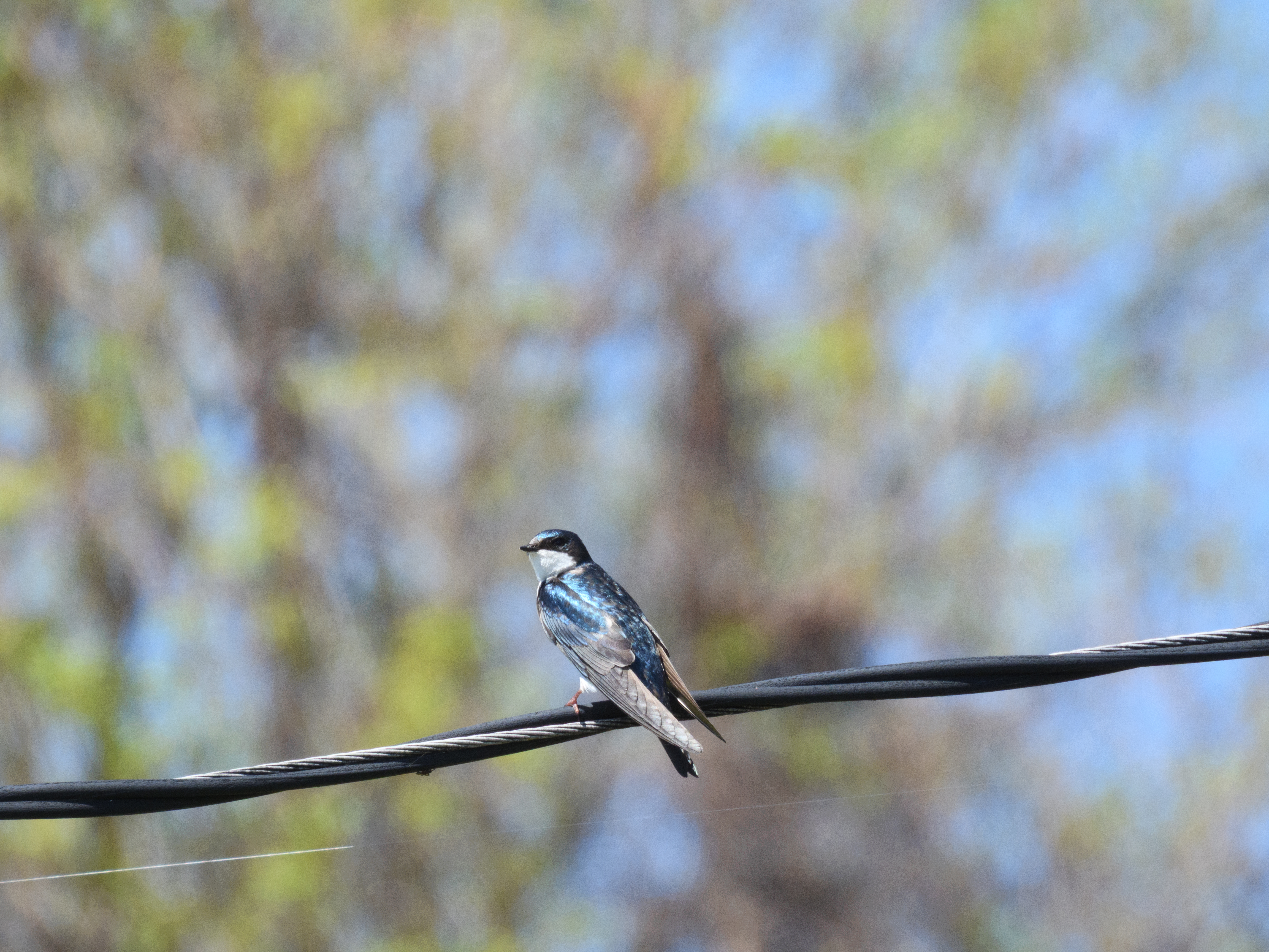 Tree Swallow