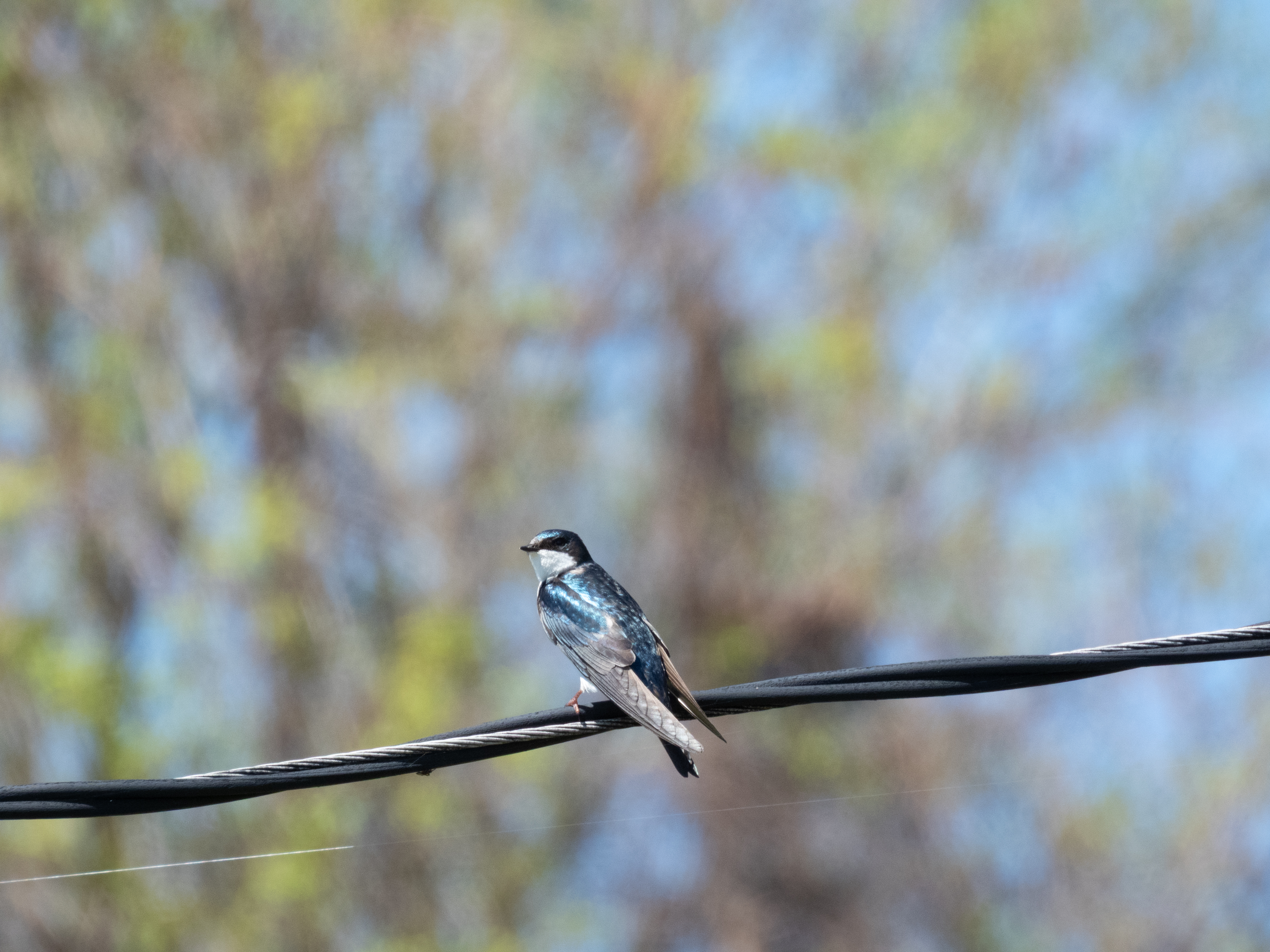 Unedited version of Tree Swallow