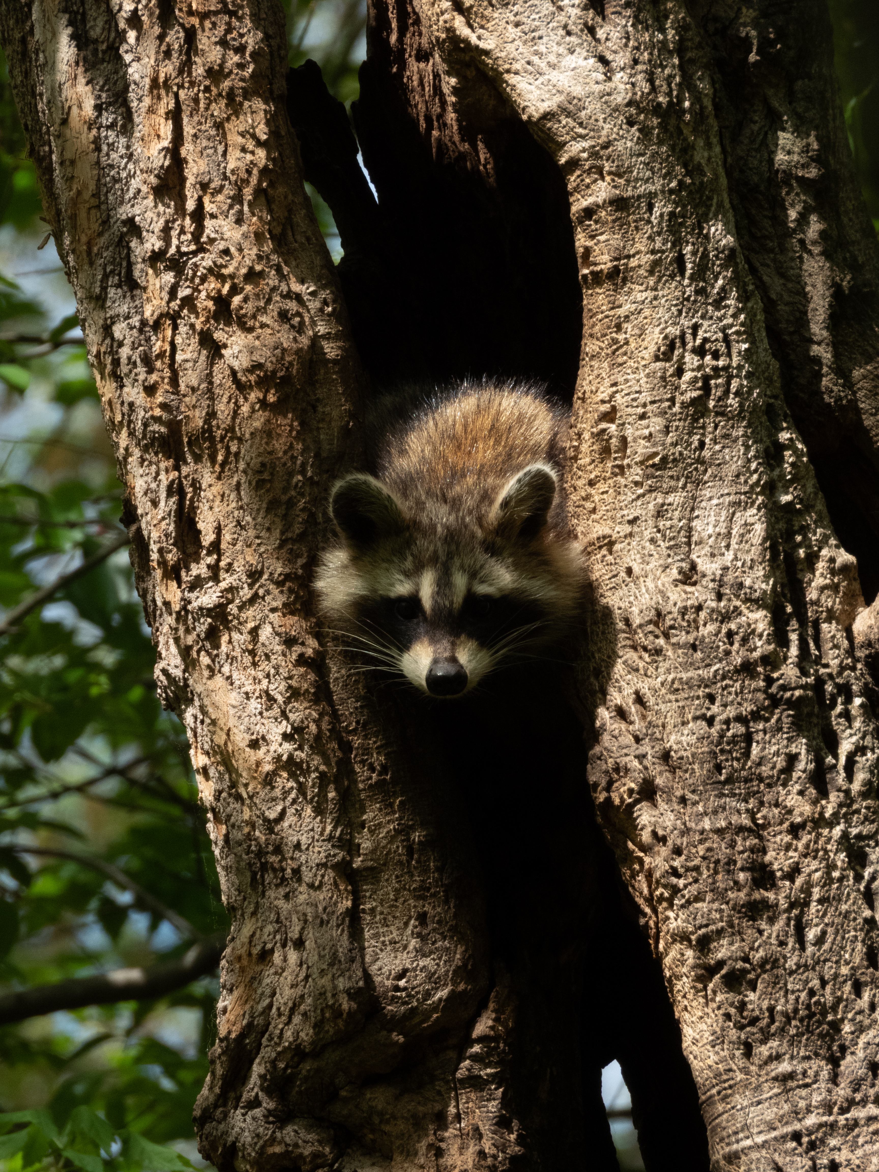 Unedited version of Raccoon