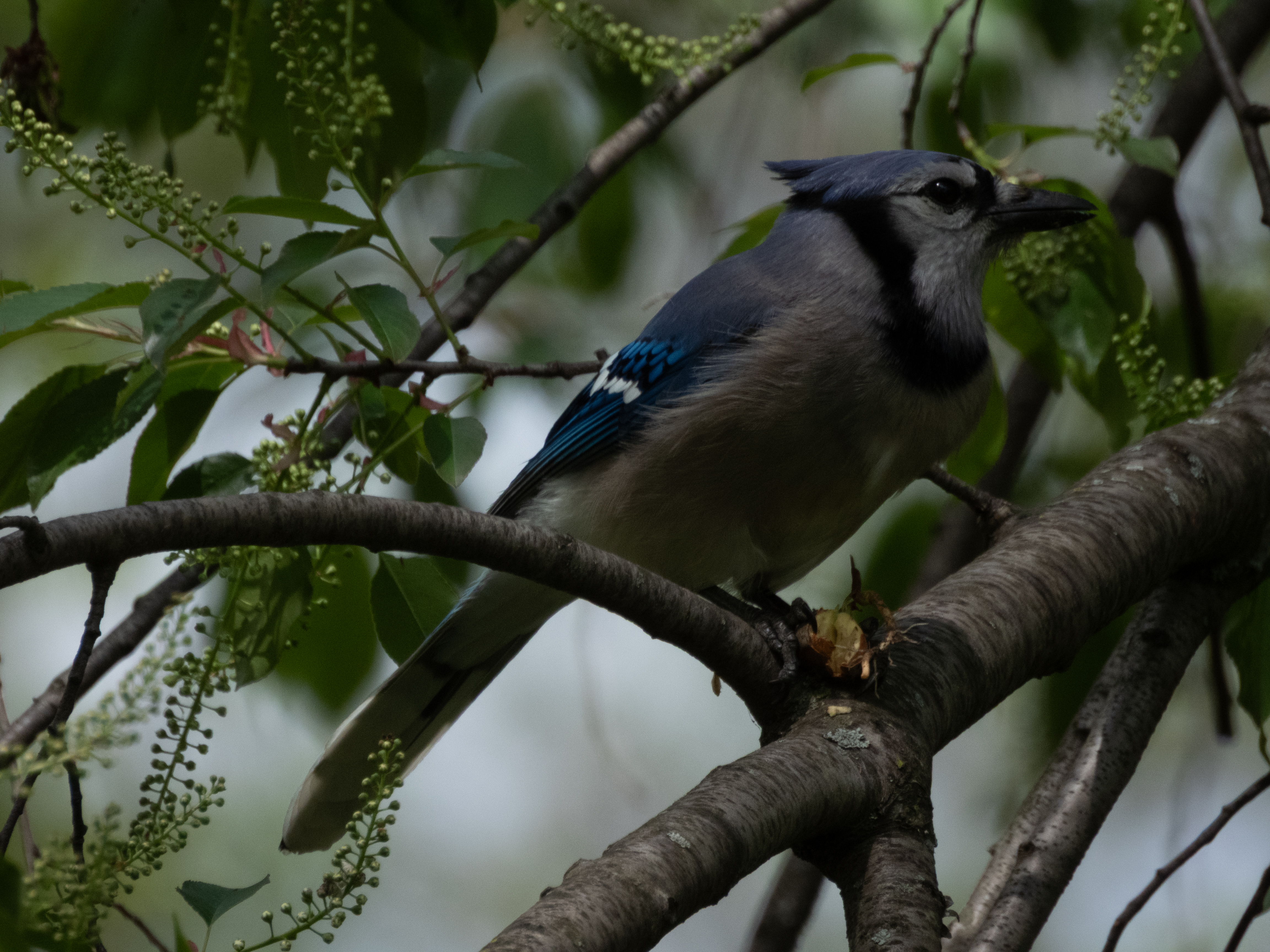 Unedited version of Bluejay eating Nut